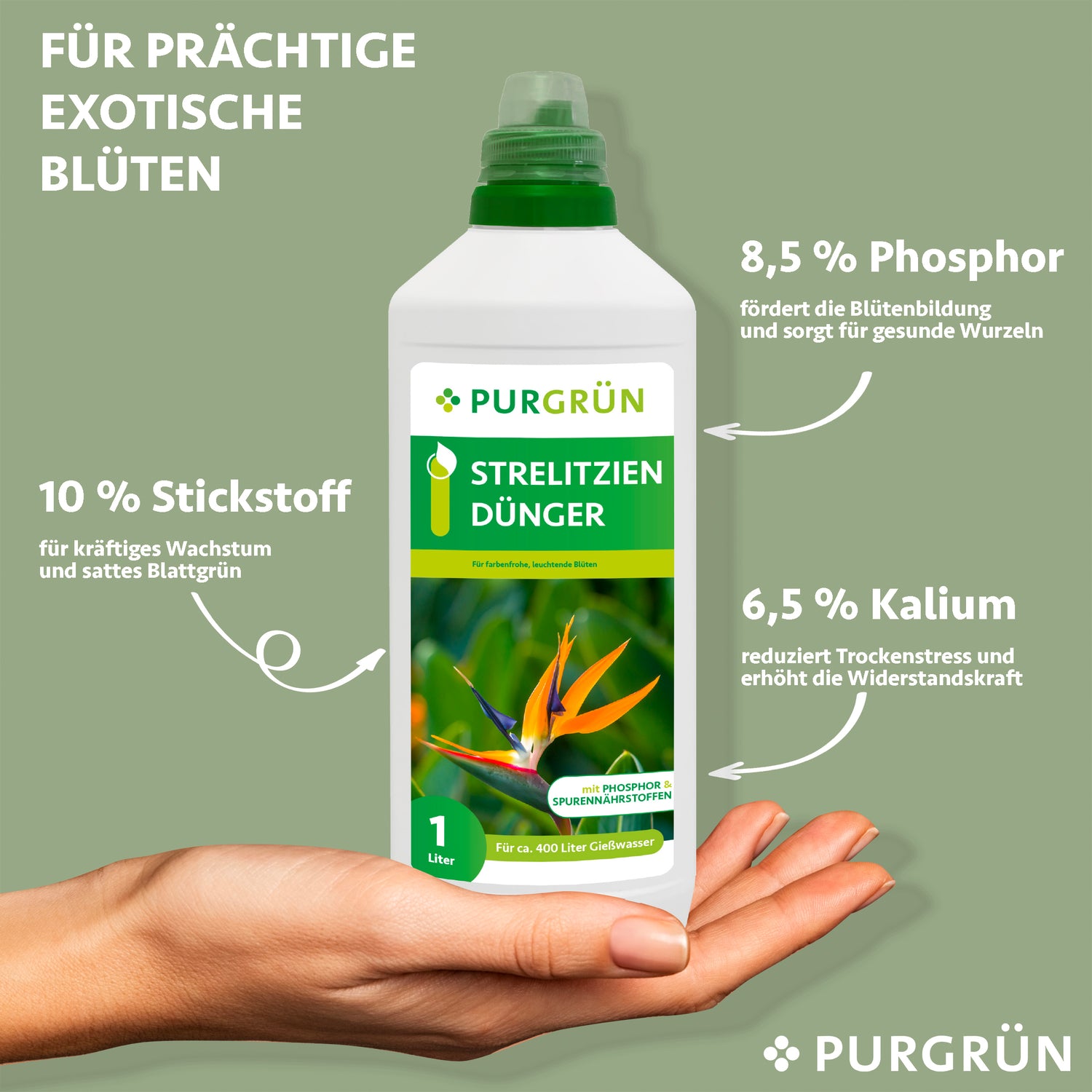 Eine Hand hält eine Flasche Purgrün Strelitzien-Dünger 1 Liter. Der Text hebt 10 % Stickstoff für das Wachstum, 8,5 % Phosphor für die Blüte und 6,5 % Kalium für Widerstandsfähigkeit und Trockenresistenz hervor.