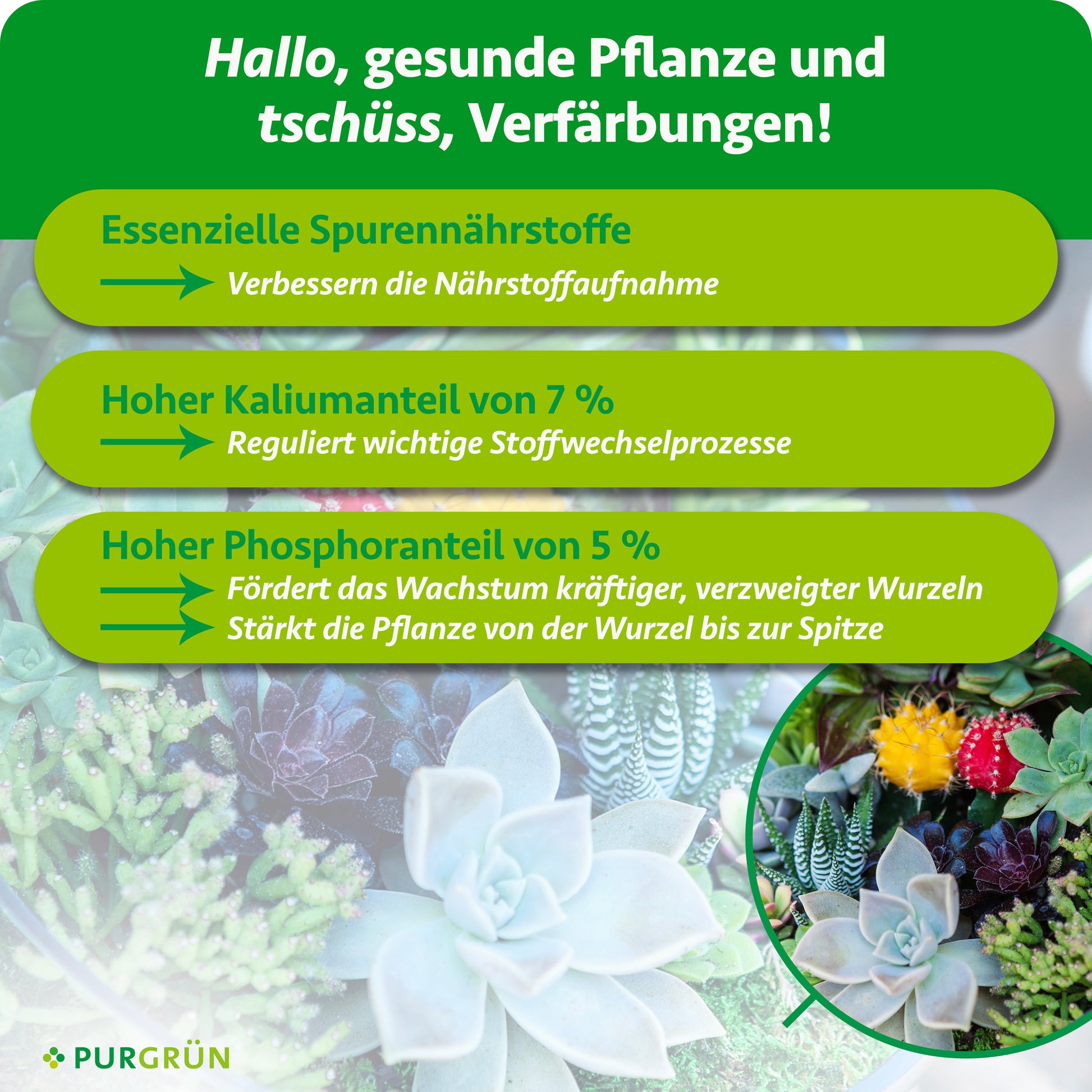 Purgrün Sukkulenten-Dünger 1 Liter