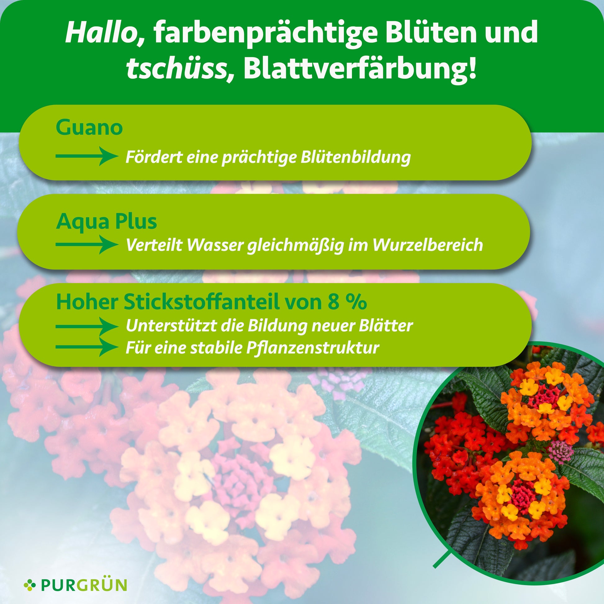 Purgrün Wandelröschen-Dünger 1 Liter