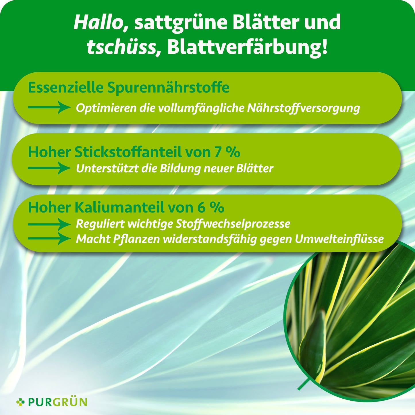 Yucca-Palme-Dünger 1 Liter