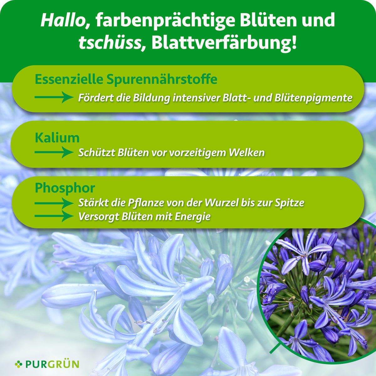 Essenzielle Spurennährstoffe fördern intensive Blatt- und Blütenpigmente, Kalium schützt vor vorzeitigem Welken und Phosphor stärkt die Pflanze und versorgt Blüten mit Energie.