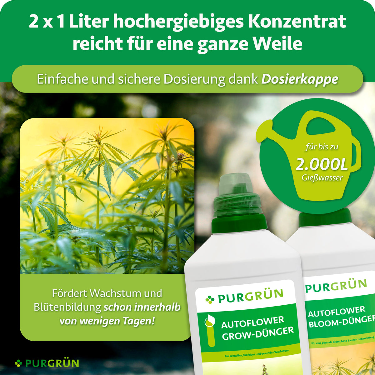 Eine deutsche Anzeige für das Purgrün Autoflower-Dünger-Set 2 x 1 Liter zeigt zwei Flaschen, Cannabispflanzen und ein Gießkannen-Symbol für Erträge bis zu 2.000 Liter. Der Text hebt das schnelle Wachstum, die Dosierkappe und die ideale Verwendung als Autoflower-Bloom-Dünger hervor.