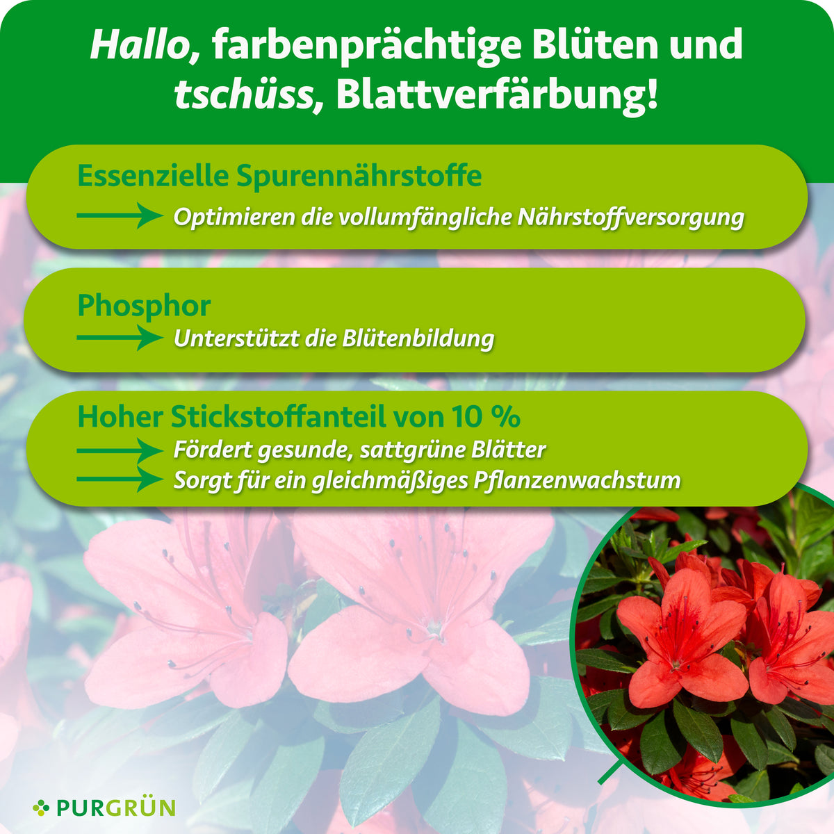 Essenzielle Spurennährstoffe optimieren die Nährstoffversorgung, Phosphor unterstützt die Blütenbildung und 10 % Stickstoff fördern sattgrüne Blätter sowie gleichmäßiges Wachstum.