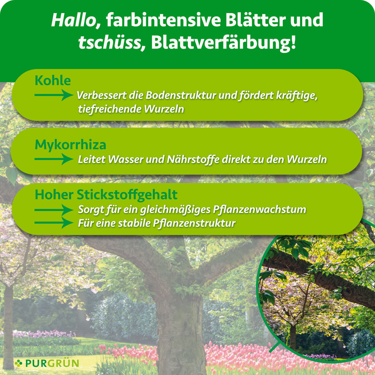 Pflanzenkohle verbessert die Bodenstruktur und fördert tiefreichende Wurzeln, Mykorrhiza leitet Wasser und Nährstoffe zu den Wurzeln. Hoher Stickstoffgehalt unterstützt gleichmäßiges Wachstum und eine stabile Pflanzenstruktur.