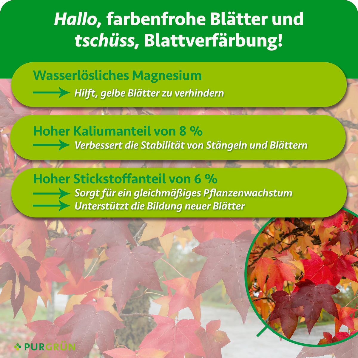 Wasserlösliches Magnesium hilft, gelbe Blätter zu verhindern; 8 % Kalium verbessern die Stabilität von Stängeln und Blättern, 6 % Stickstoff fördert gleichmäßiges Wachstum und neue Blätter.