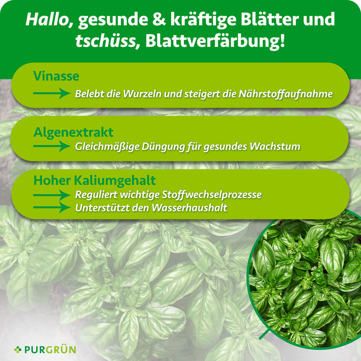Vinasse belebt die Wurzeln und steigert die Nährstoffaufnahme, Algenextrakt sorgt für eine gleichmäßige Düngung. Der hohe Kaliumgehalt reguliert Stoffwechselprozesse und unterstützt den Wasserhaushalt.