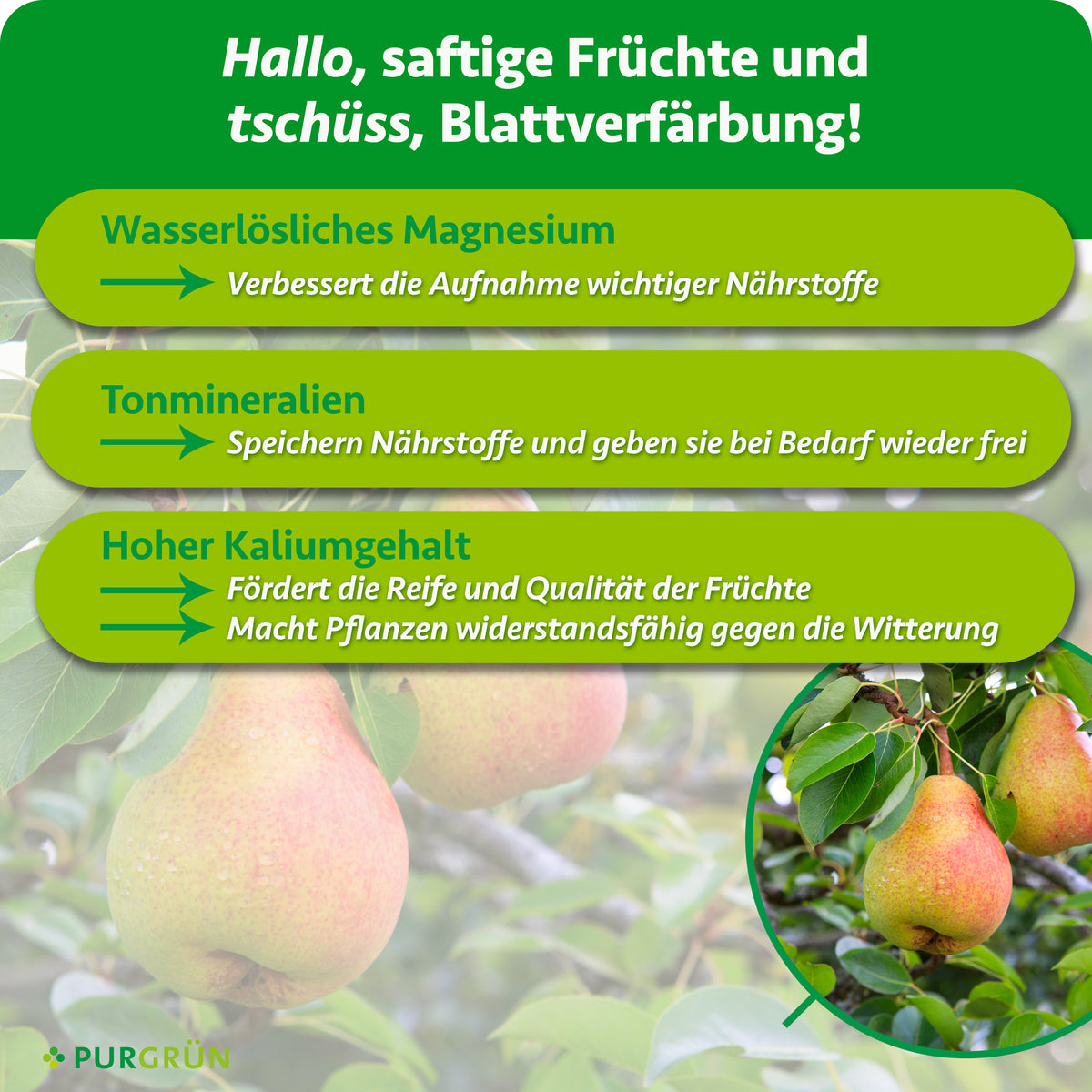 Wasserlösliches Magnesium verbessert die Nährstoffaufnahme, Tonmineralien speichern Nährstoffe und hoher Kaliumgehalt fördert Reife und Qualität der Früchte.