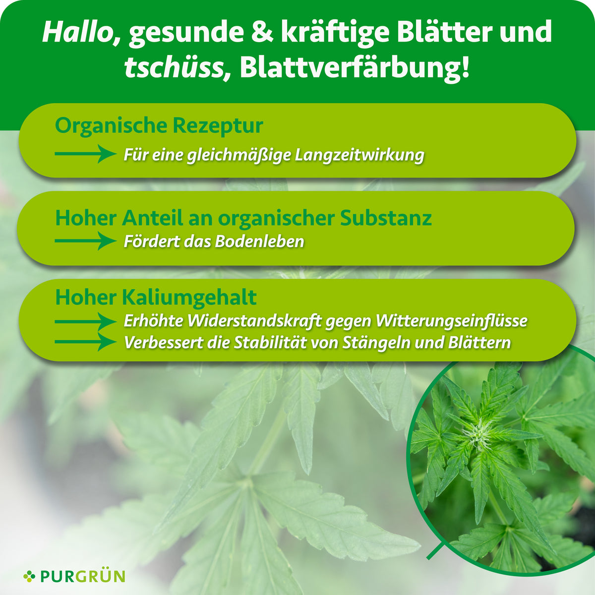 Die organische Rezeptur bietet eine gleichmäßige Langzeitwirkung, organische Substanz fördert das Bodenleben. Der hohe Kaliumgehalt stärkt die Widerstandskraft und die Stabilität von Stängeln und Blättern.