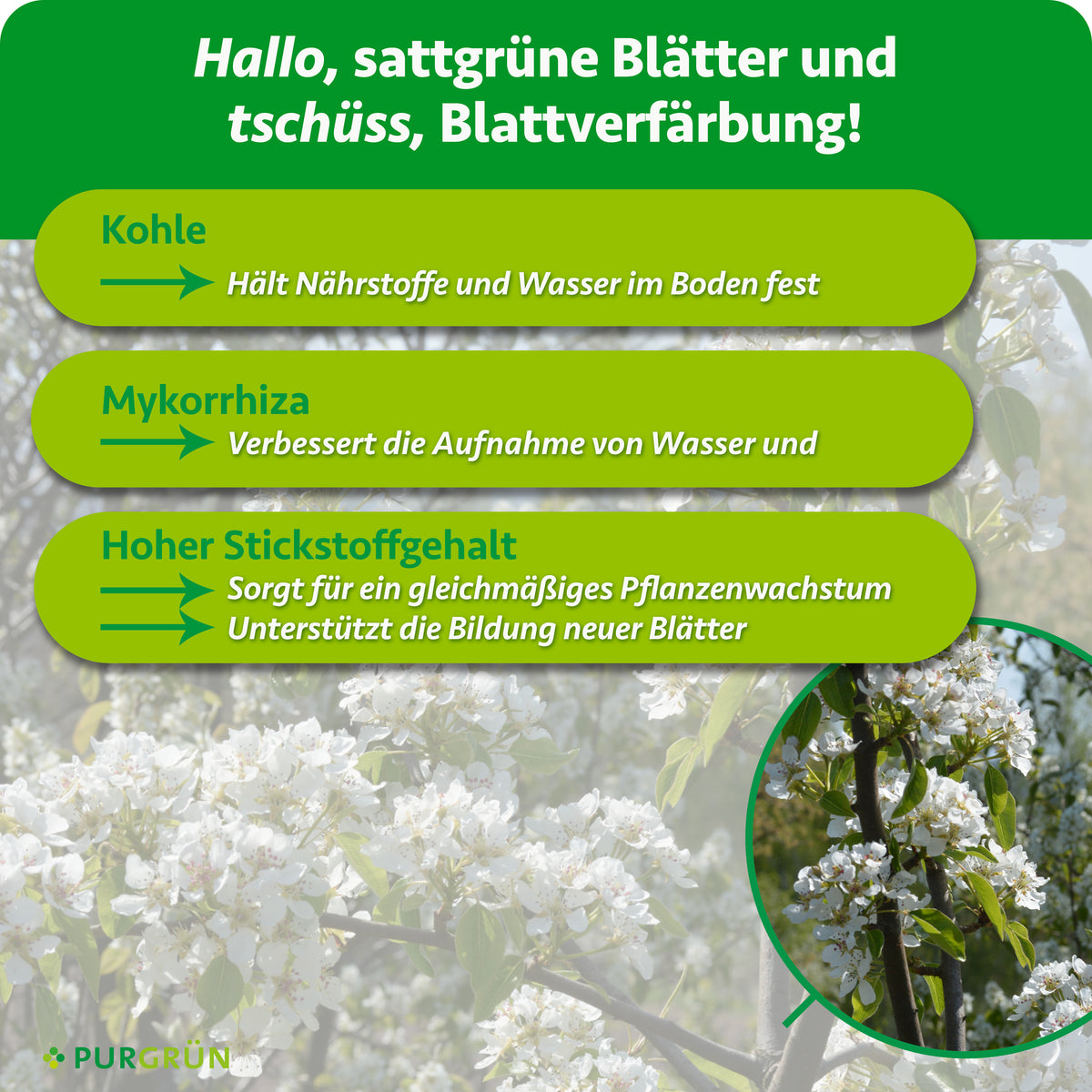 Kohle hält Nährstoffe und Wasser im Boden, Mykorrhiza verbessert die Aufnahme von Wasser und Nährstoffen. Ein hoher Stickstoffgehalt unterstützt gleichmäßiges Wachstum und die Bildung neuer Blätter.