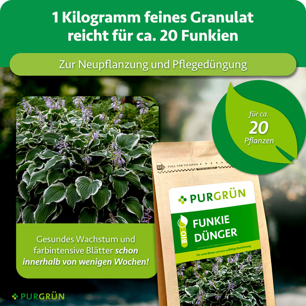 1 kg feines Granulat reicht für ca. 20 Funkien und eignet sich zur Neupflanzung sowie Pflegedüngung. Hervorgehoben werden gesundes Wachstum und farbintensive Blätter innerhalb weniger Wochen.