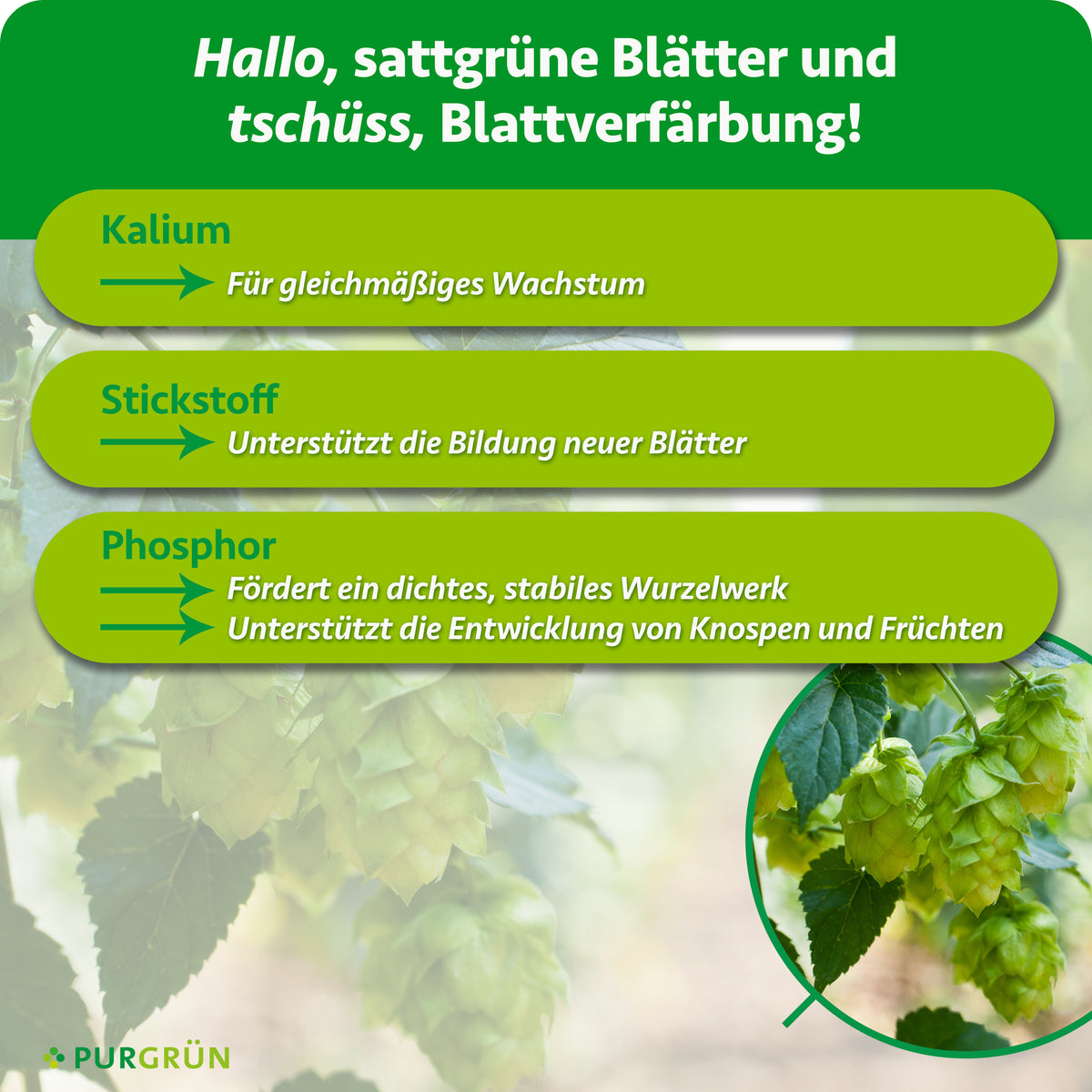 Kalium fördert gleichmäßiges Wachstum, Stickstoff die Bildung neuer Blätter und Phosphor ein dichtes, stabiles Wurzelwerk sowie die Entwicklung von Knospen und Früchten.