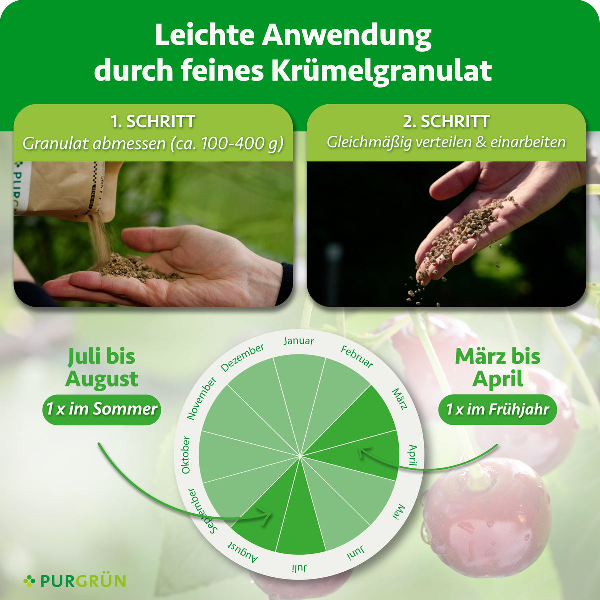 100–400 g Granulat abmessen, gleichmäßig verteilen und einarbeiten; einmal von März bis April und einmal von Juli bis August düngen.