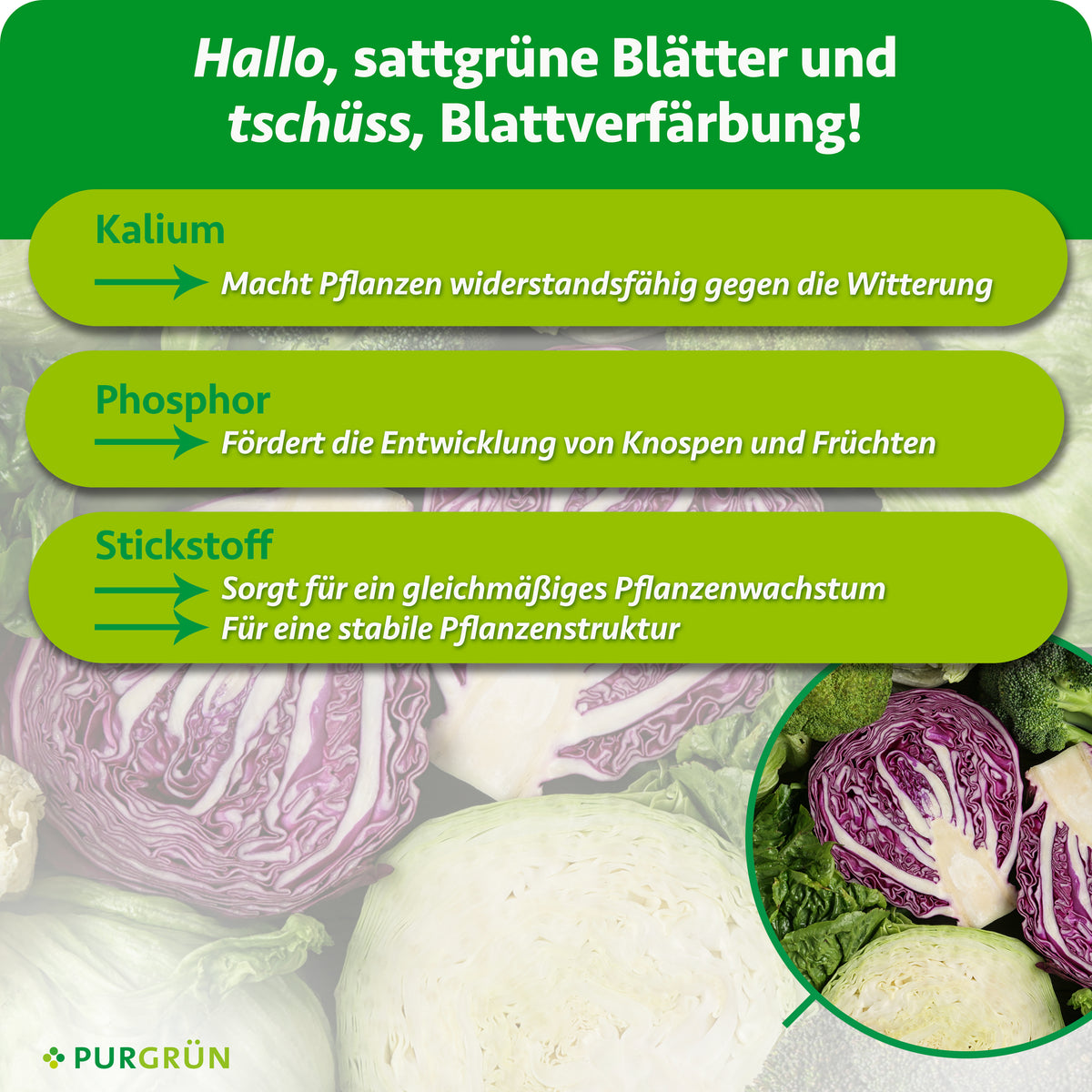 Kalium macht Pflanzen widerstandsfähig gegen Witterungseinflüsse, Phosphor fördert Knospen und Früchte, Stickstoff unterstützt gleichmäßiges Wachstum und eine stabile Pflanzenstruktur.