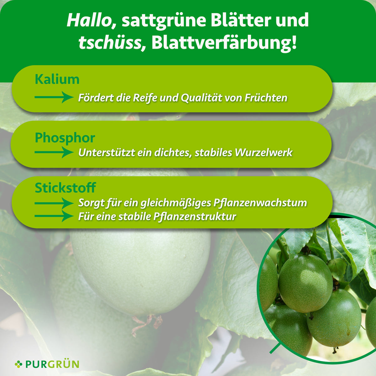 Kalium fördert Reife und Fruchtqualität, Phosphor ein dichtes Wurzelwerk und Stickstoff gleichmäßiges Wachstum sowie eine stabile Pflanzenstruktur.
