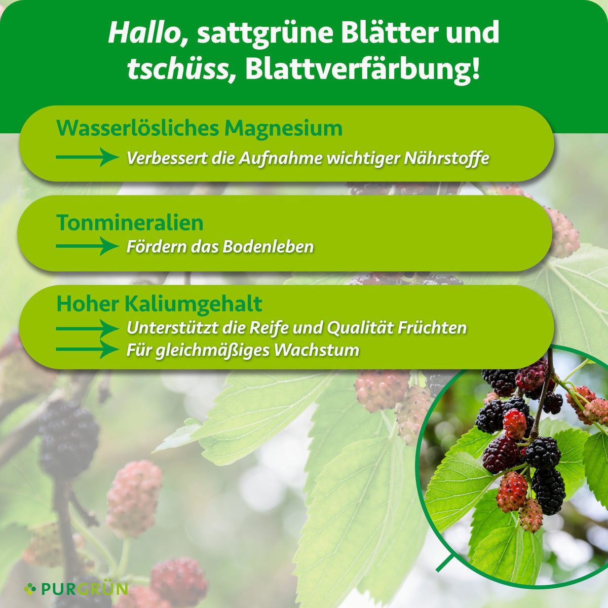 Wasserlösliches Magnesium verbessert die Nährstoffaufnahme, Tonmineralien fördern das Bodenleben und der hohe Kaliumgehalt unterstützt Fruchtreife, Fruchtqualität und gleichmäßiges Wachstum.