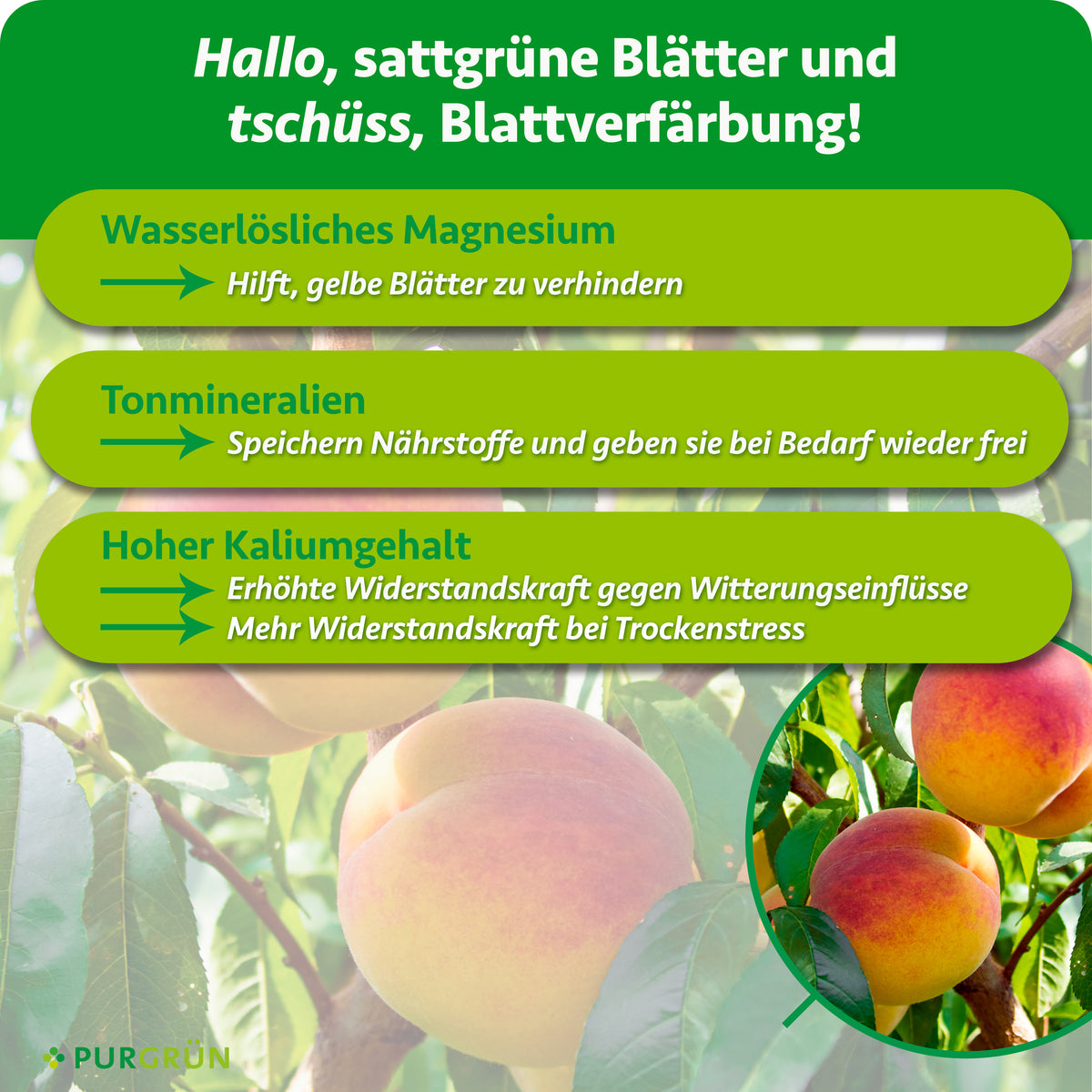Wasserlösliches Magnesium soll gelben Blättern vorbeugen, Tonmineralien speichern Nährstoffe und ein hoher Kaliumgehalt stärkt die Widerstandskraft gegen Witterungseinflüsse und bei Trockenstress.
