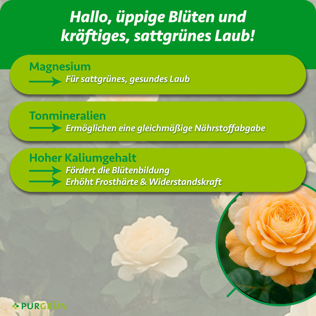 Magnesium für sattgrünes, gesundes Laub, Tonmineralien ermöglichen eine gleichmäßige Nährstoffabgabe und ein hoher Kaliumgehalt fördert die Blütenbildung und erhöht Frosthärte und Widerstandskraft.