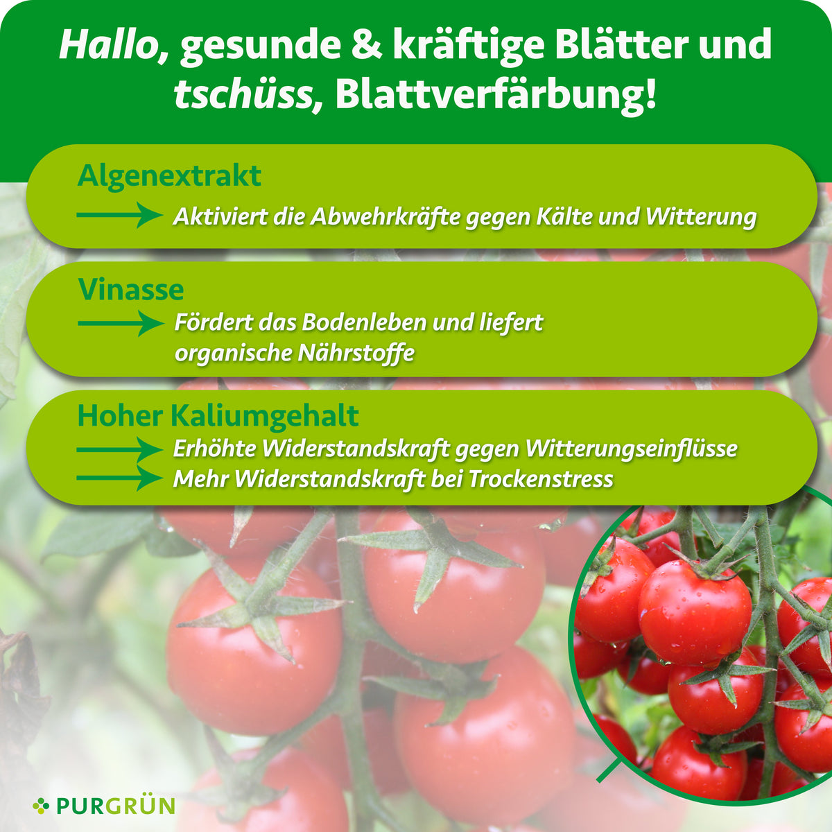 Algenextrakt aktiviert die Abwehrkräfte gegen Kälte und Witterung, Vinasse fördert das Bodenleben und liefert organische Nährstoffe. Ein hoher Kaliumgehalt stärkt die Widerstandskraft gegen Witterungseinflüsse und bei Trockenstress.
