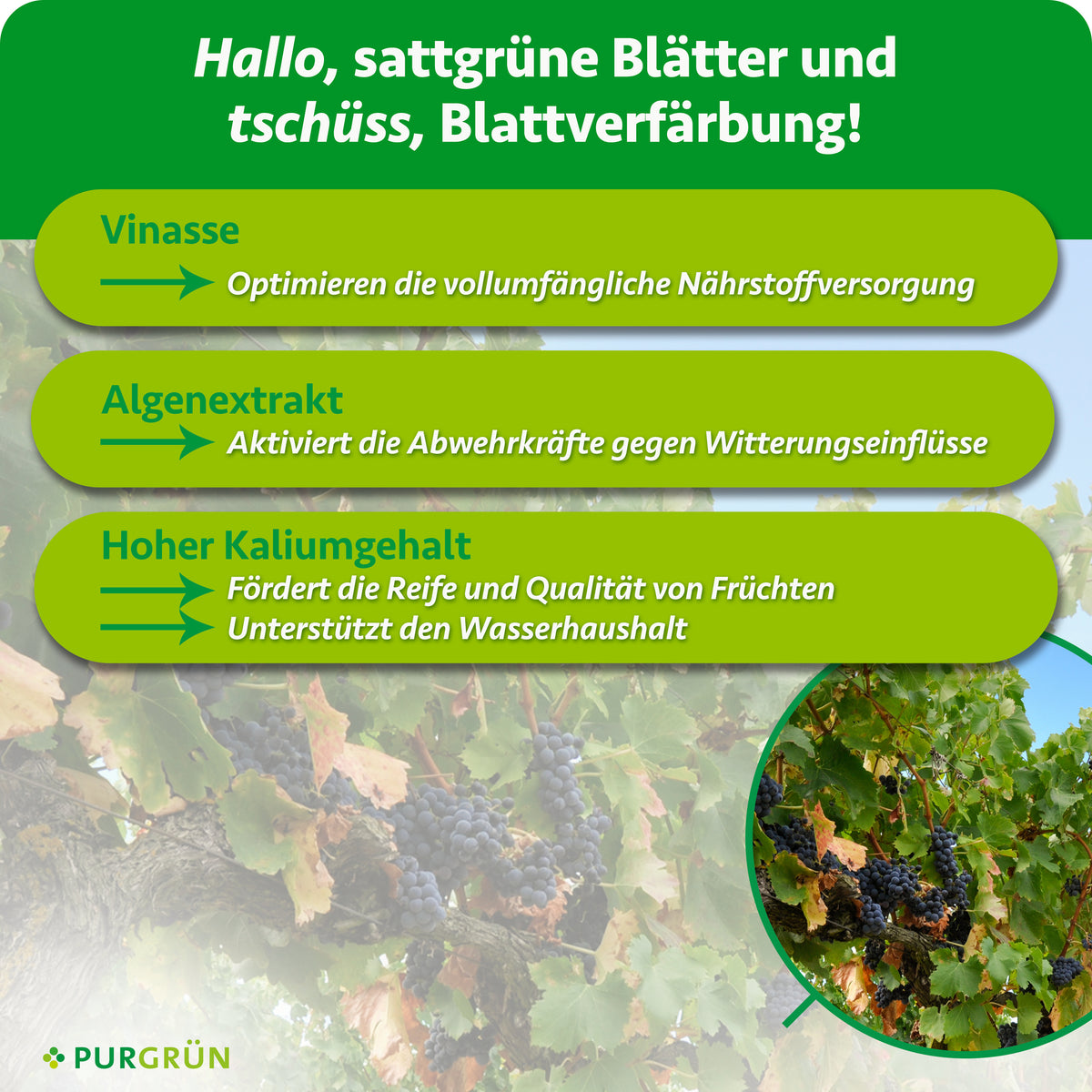Vinasse optimiert die Nährstoffversorgung, Algenextrakt aktiviert die Abwehrkräfte gegen Witterungseinflüsse. Hoher Kaliumgehalt fördert Reife und Qualität der Früchte und unterstützt den Wasserhaushalt.