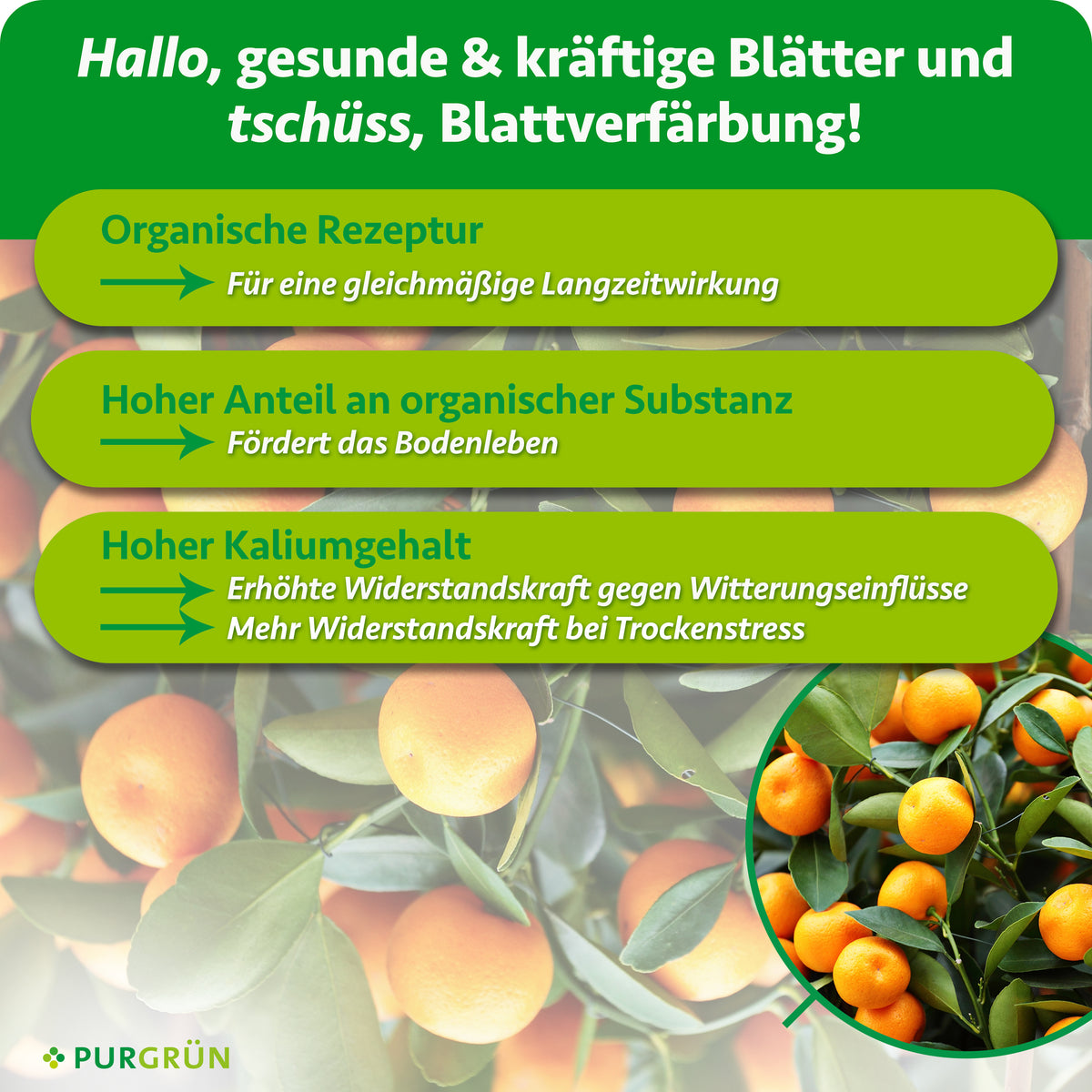 Organische Rezeptur für eine gleichmäßige Langzeitwirkung, organische Substanz zur Förderung des Bodenlebens und hoher Kaliumgehalt für mehr Widerstandskraft gegen Witterungseinflüsse.