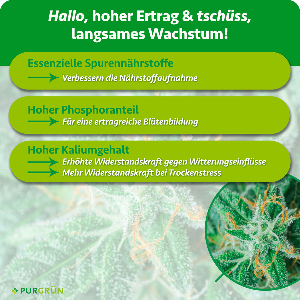 Purgrün Bloom-Dünger 1 Liter