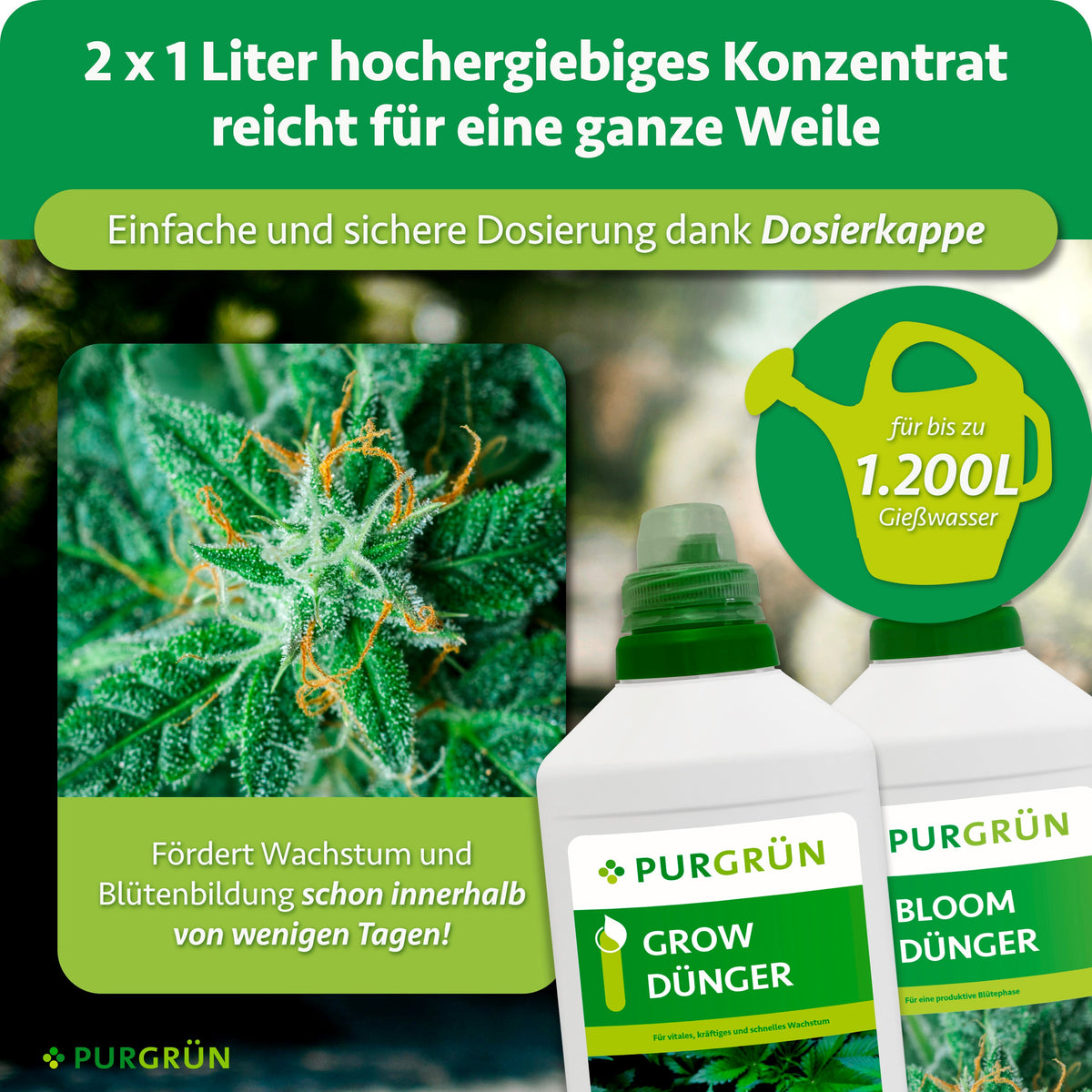 Zwei Flaschen Purgrün Cannabis-Dünger-Set 2 x 1 Liter vor blühender Pflanze, daneben Gießkanne mit Hinweis „für bis zu 1.200L Gießwasser“. Text hebt Wirksamkeit und einfache Dosierung hervor.
