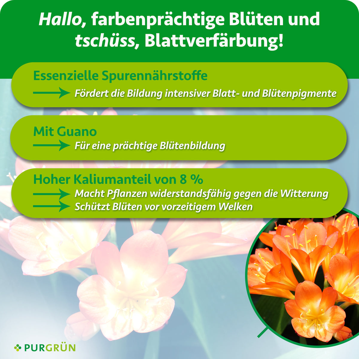 Essenzielle Spurennährstoffe fördern intensive Blatt- und Blütenpigmente. Mit Guano für eine prächtige Blütenbildung. 8 % Kalium sollen vor Witterungseinflüssen und vorzeitigem Welken schützen.