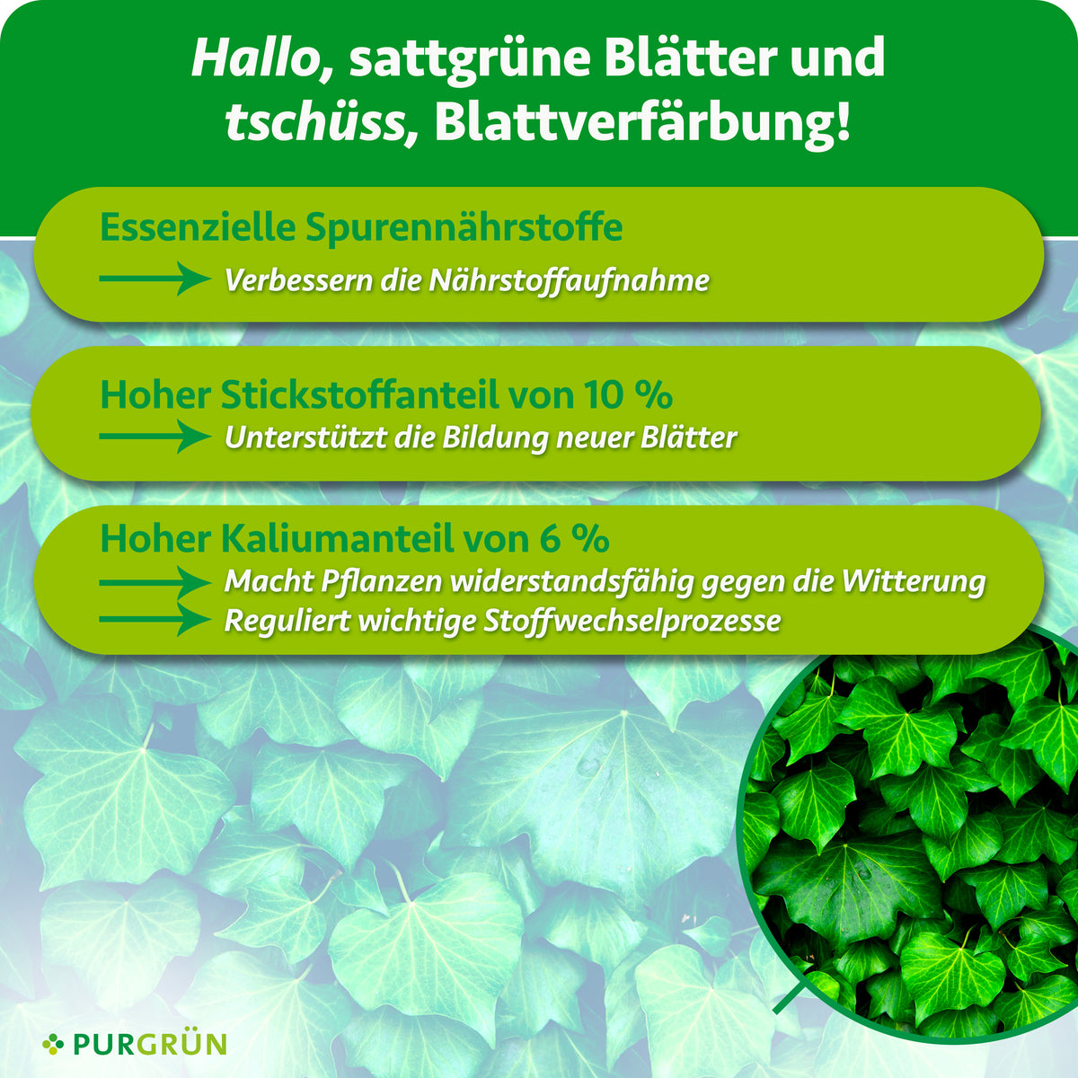 Essenzielle Spurennährstoffe verbessern die Nährstoffaufnahme, 10 % Stickstoff unterstützt die Bildung neuer Blätter und 6 % Kalium stärkt Widerstandskraft und Stoffwechselprozesse.