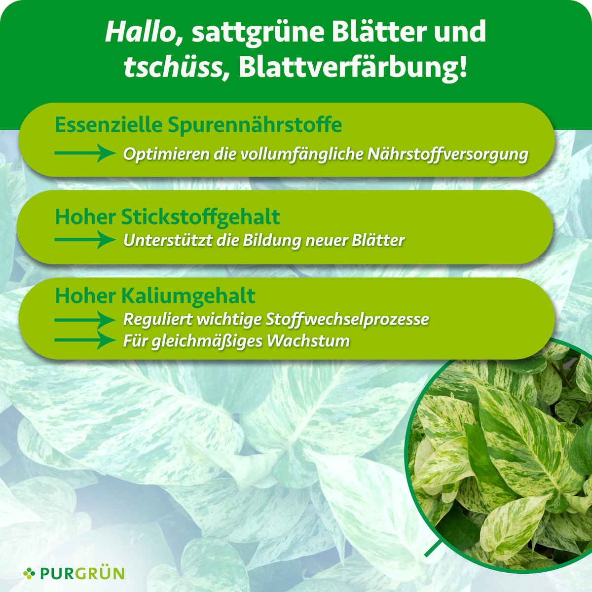 Essenzielle Spurennährstoffe optimieren die Nährstoffversorgung, hoher Stickstoffgehalt unterstützt neue Blätter und hoher Kaliumgehalt reguliert Stoffwechselprozesse für gleichmäßiges Wachstum.