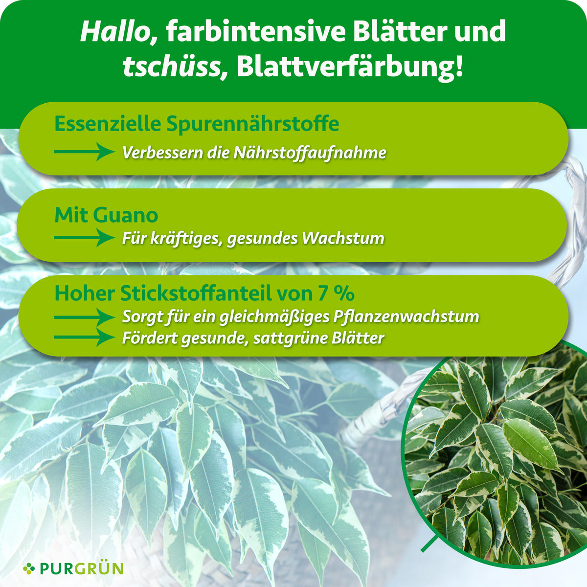 Spurennährstoffe verbessern die Nährstoffaufnahme und 7 % Stickstoff fördern gleichmäßiges Wachstum und sattgrüne Blätter. Mit Guano für kräftiges, gesundes Wachstum.