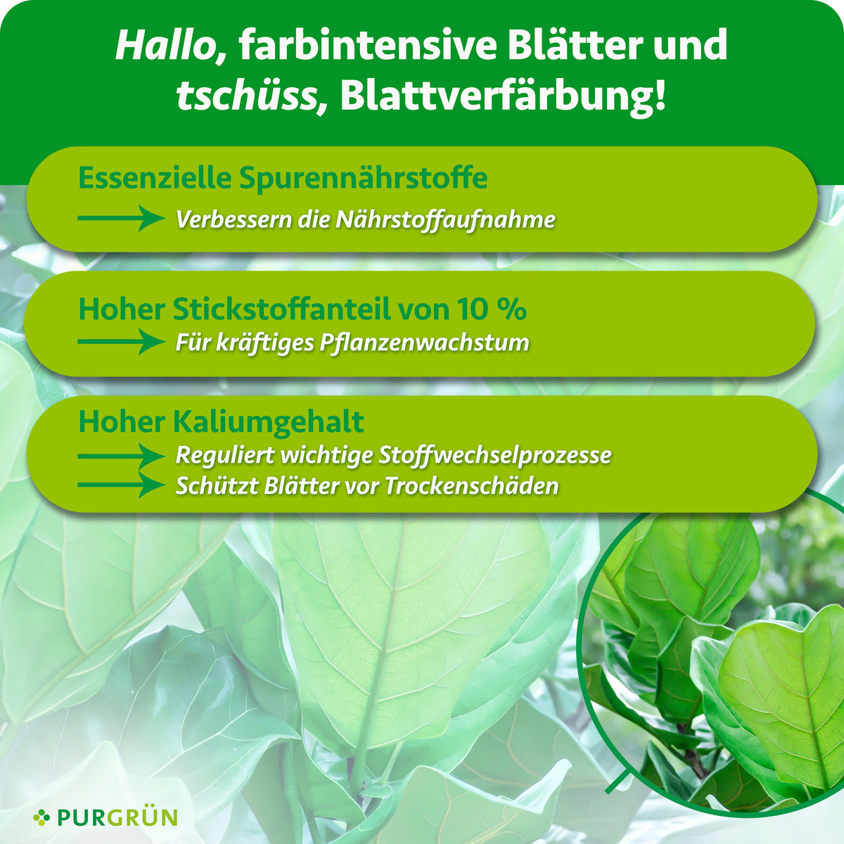 Essenzielle Spurennährstoffe verbessern die Nährstoffaufnahme, 10 % Stickstoff fördern kräftiges Wachstum und ein hoher Kaliumgehalt unterstützt Stoffwechselprozesse sowie den Schutz vor Trockenschäden.