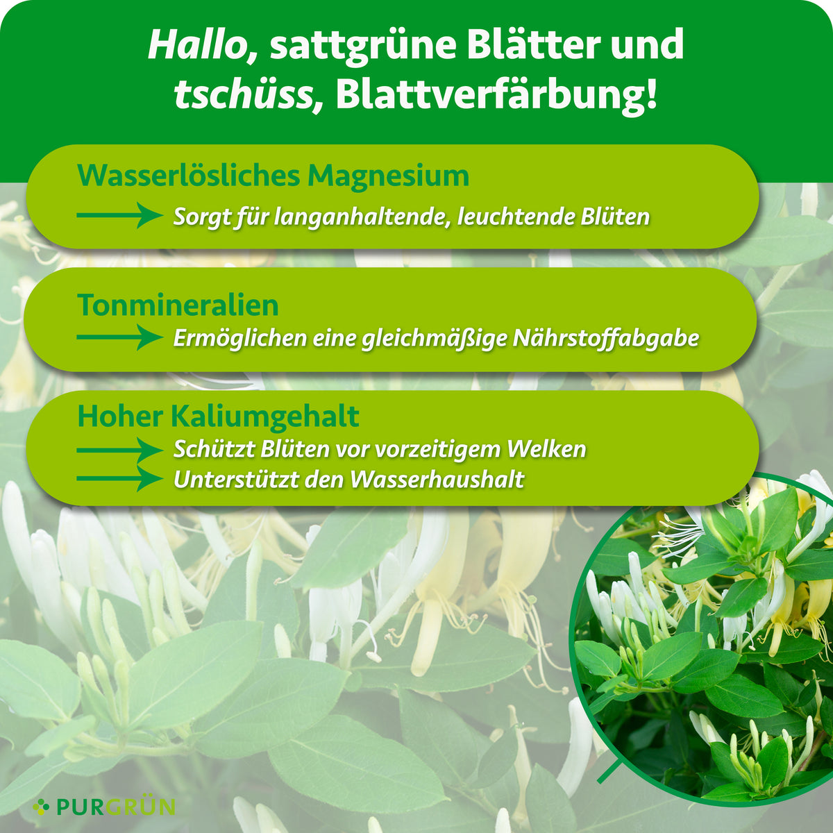 Wasserlösliches Magnesium sorgt für langanhaltende, leuchtende Blüten, Tonmineralien für gleichmäßige Nährstoffabgabe. Ein hoher Kaliumgehalt schützt Blüten vor vorzeitigem Welken und unterstützt den Wasserhaushalt.