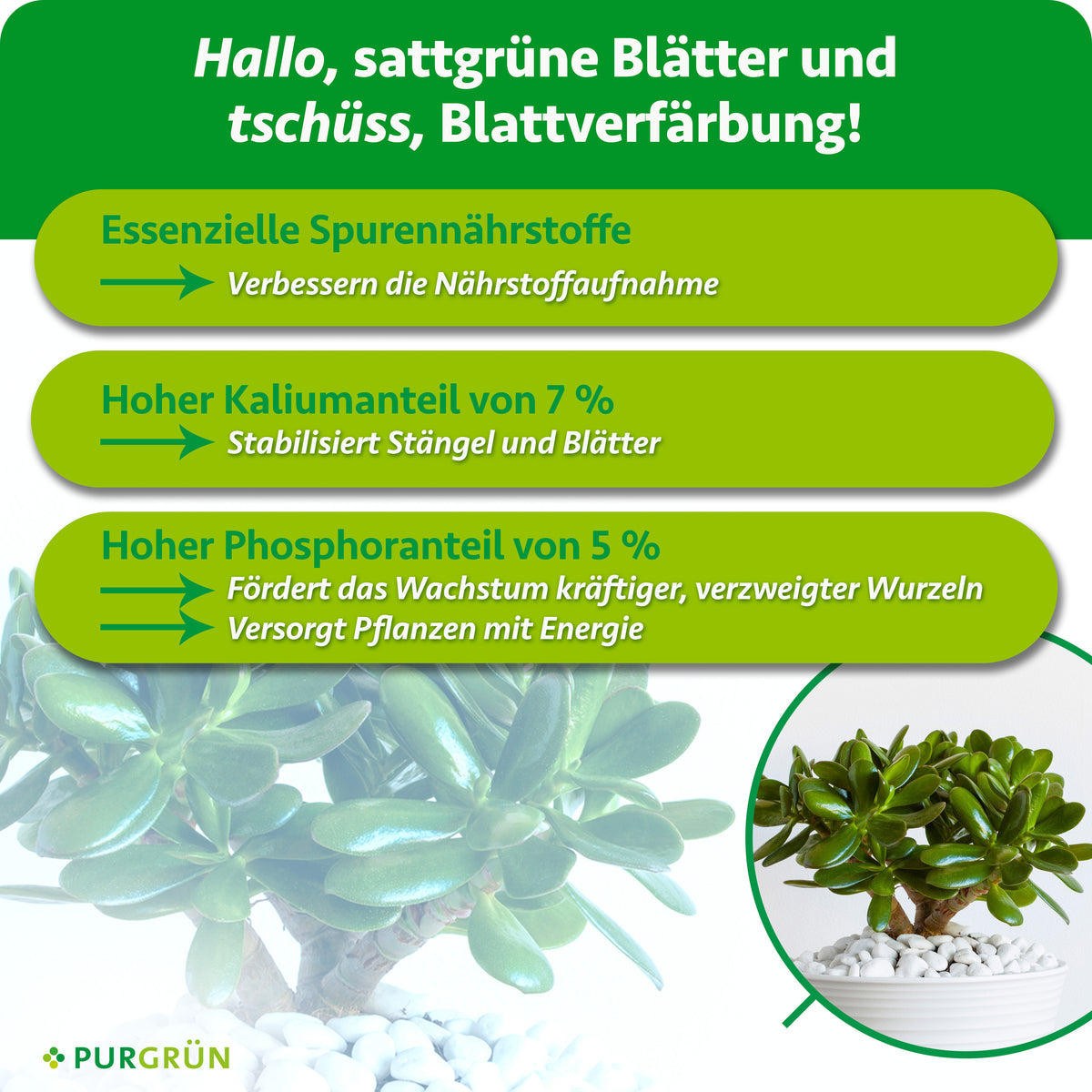 Spurennährstoffe verbessern die Nährstoffaufnahme, 7 % Kalium stabilisieren Stängel und Blätter, 5 % Phosphor fördern kräftige, verzweigte Wurzeln und versorgen die Pflanze mit Energie.