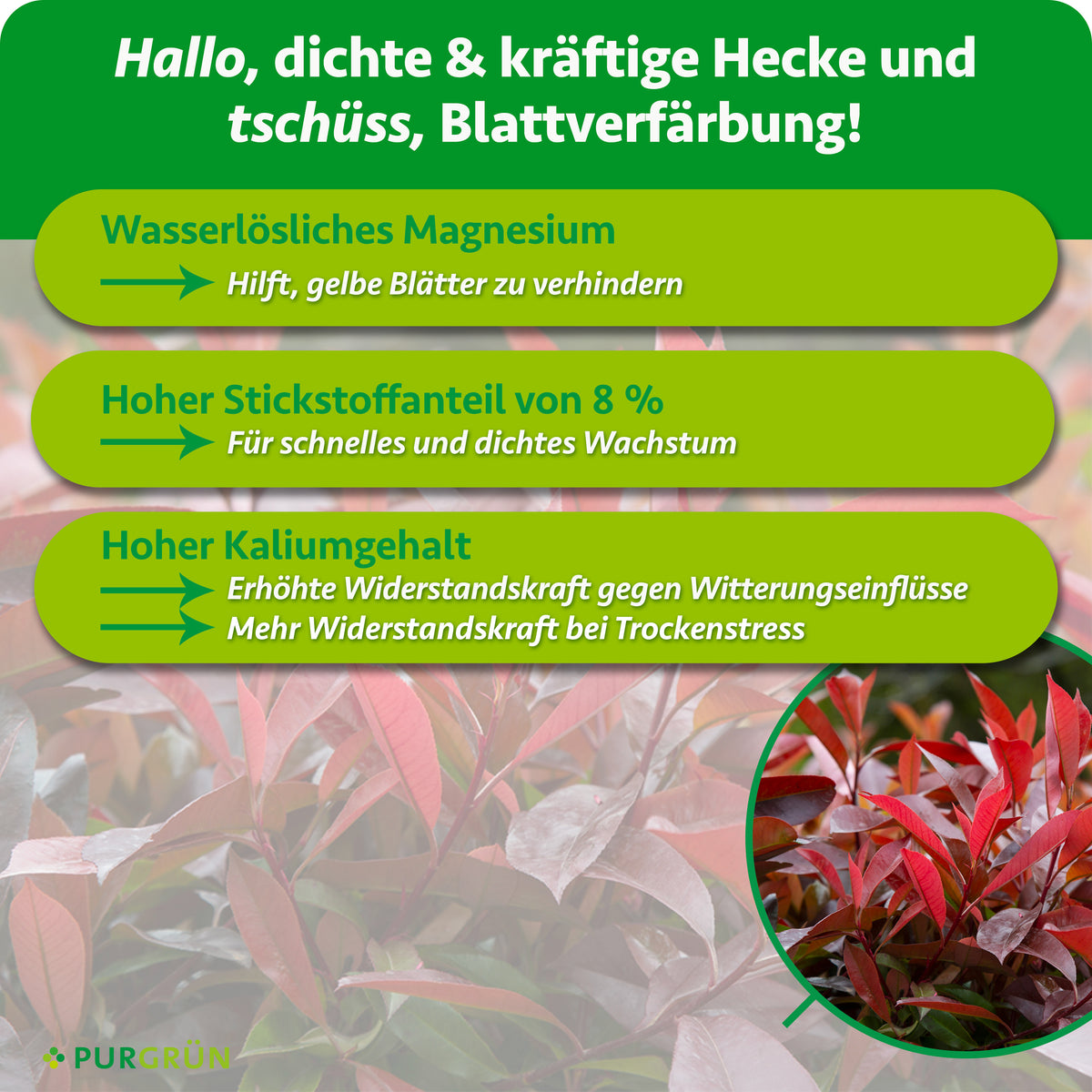 Infografik mit roten und grünen Blättern im Hintergrund. Drei grüne Textfelder zeigen die Vorteile von Purgrün Glanzmispel-Dünger 1 kg: Magnesium hilft, Gelbfärbung zu verhindern, Stickstoff fördert Wachstum, Kalium stärkt die Pflanze.