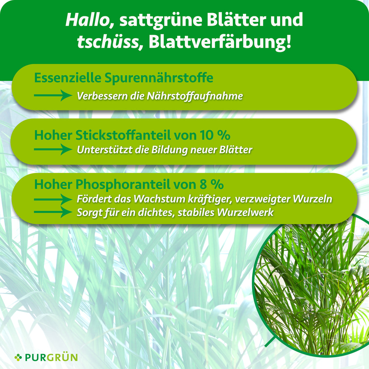 Spurennährstoffe verbessern die Nährstoffaufnahme. 10 % Stickstoff unterstützen neue Blätter, 8 % Phosphor kräftige, verzweigte Wurzeln.
