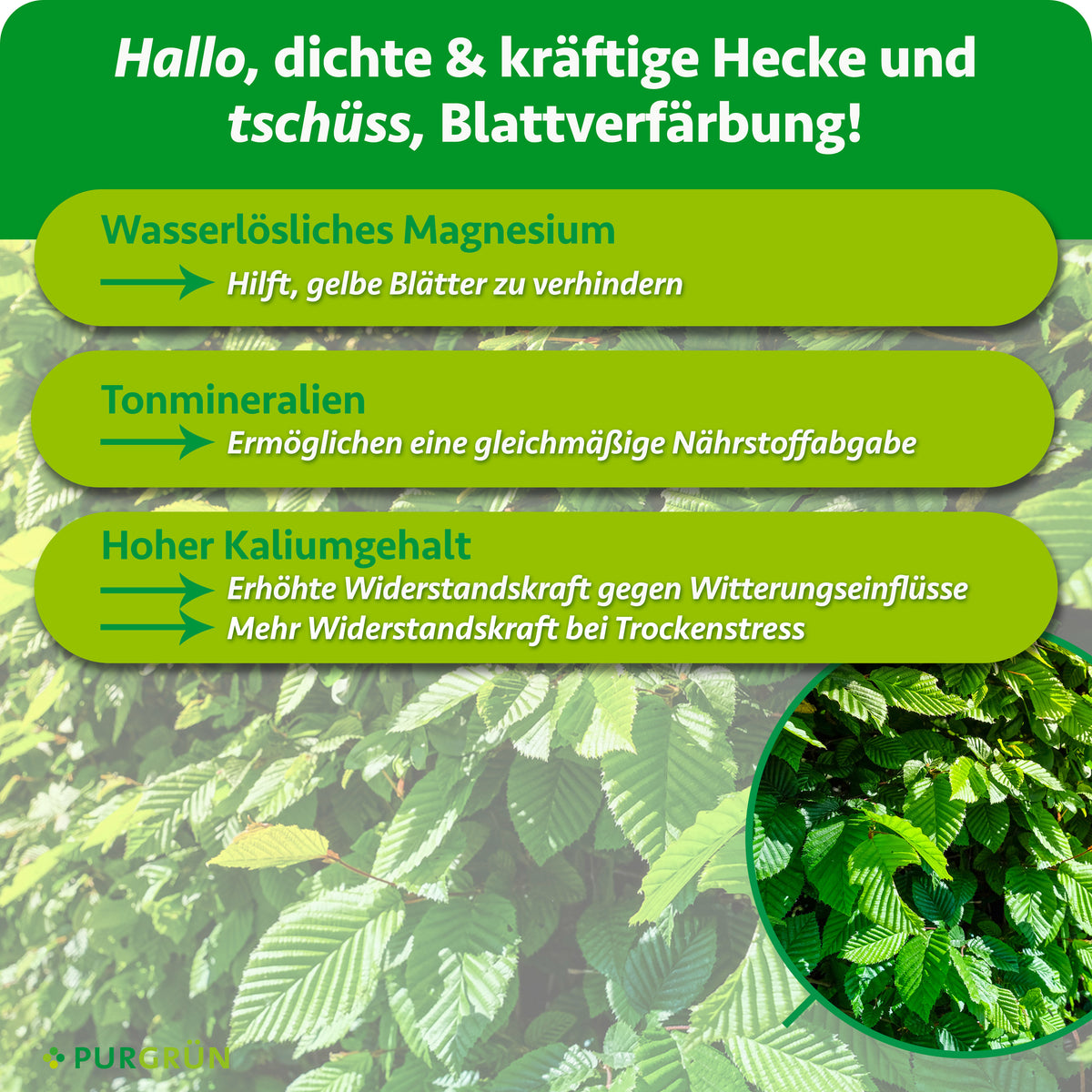 Wasserlösliches Magnesium hilft, gelbe Blätter zu verhindern, Tonmineralien ermöglichen eine gleichmäßige Nährstoffabgabe und Kalium stärkt die Widerstandskraft gegen Witterungseinflüsse und bei Trockenstress.