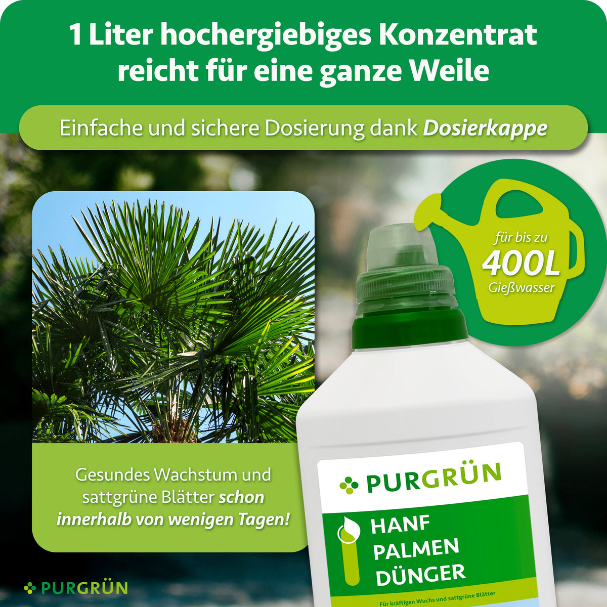 Eine Flasche Purgrün Hanfpalmen-Dünger (1 Liter) steht neben einer Palme. Der Text hebt den hohen Stickstoffgehalt hervor. 1 Liter ergibt bis zu 400 Liter Gießlösung und sorgt innerhalb weniger Tage für üppige, gesunde Palmblätter.