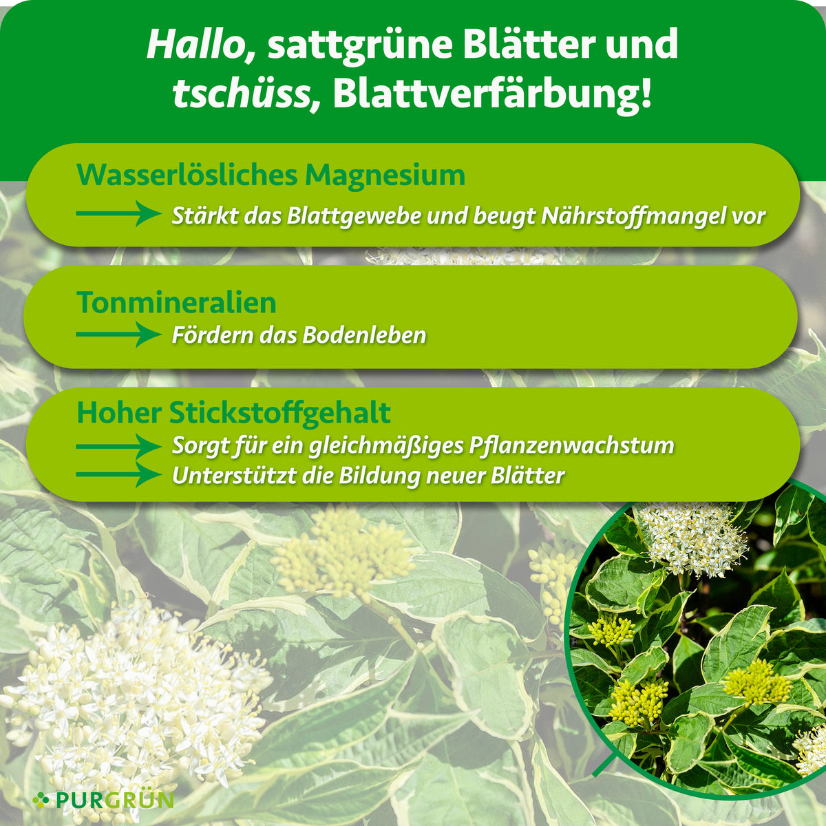 Wasserlösliches Magnesium stärkt das Blattgewebe und beugt Nährstoffmangel vor. Tonmineralien fördern das Bodenleben, hoher Stickstoffgehalt gleichmäßiges Wachstum und neue Blätter.