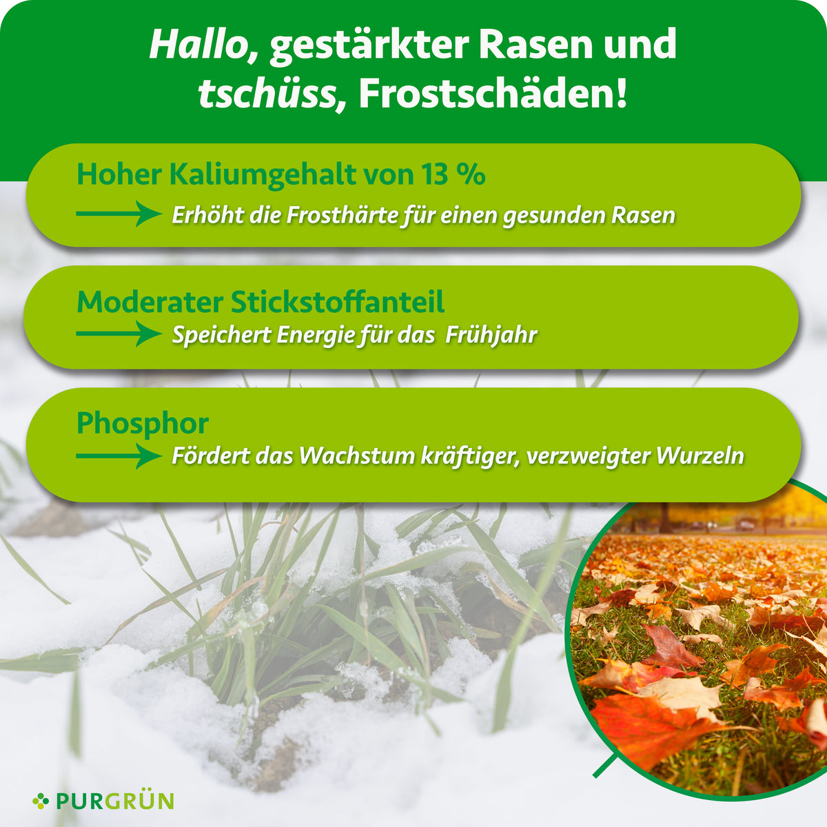 Hoher Kaliumgehalt von 13 % unterstützt den Frostschutz, moderater Stickstoffanteil speichert Energie fürs Frühjahr und Phosphor fördert kräftige, verzweigte Wurzeln.