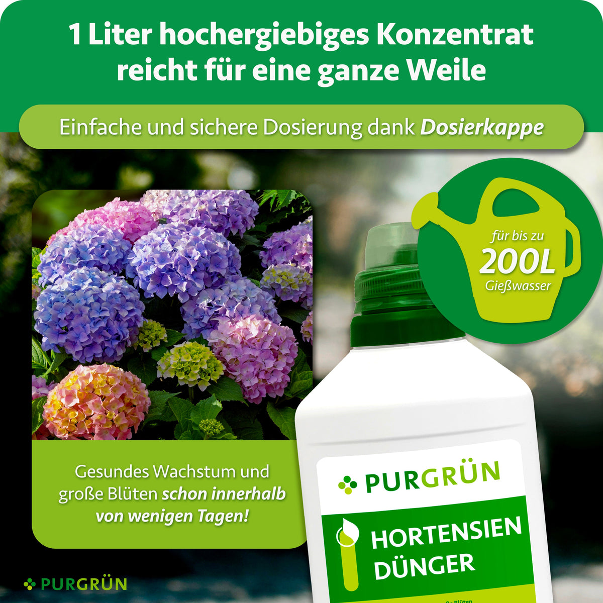 Eine 1-Liter-Flasche Purgrün Hortensiendünger mit einem Gießkannendeckel ist vor blühenden lila, rosa und blauen Hortensien abgebildet. Der deutsche Text hebt die Dosierungsanweisungen und die Vorteile von Flüssigdünger hervor.