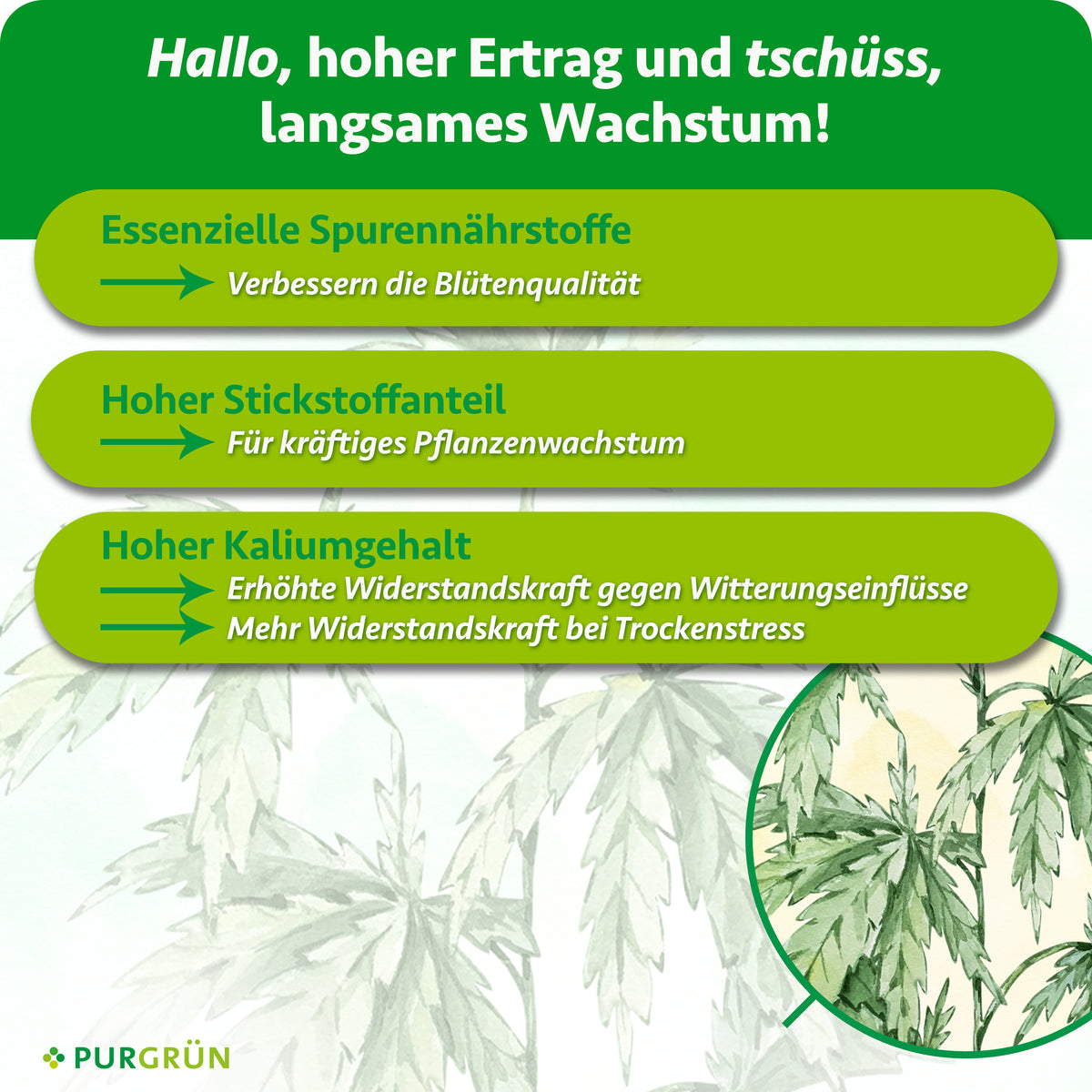Essenzielle Spurennährstoffe verbessern die Blütenqualität, Stickstoff fördert kräftiges Pflanzenwachstum und Kalium erhöht die Widerstandskraft gegen Witterungseinflüsse und bei Trockenstress.