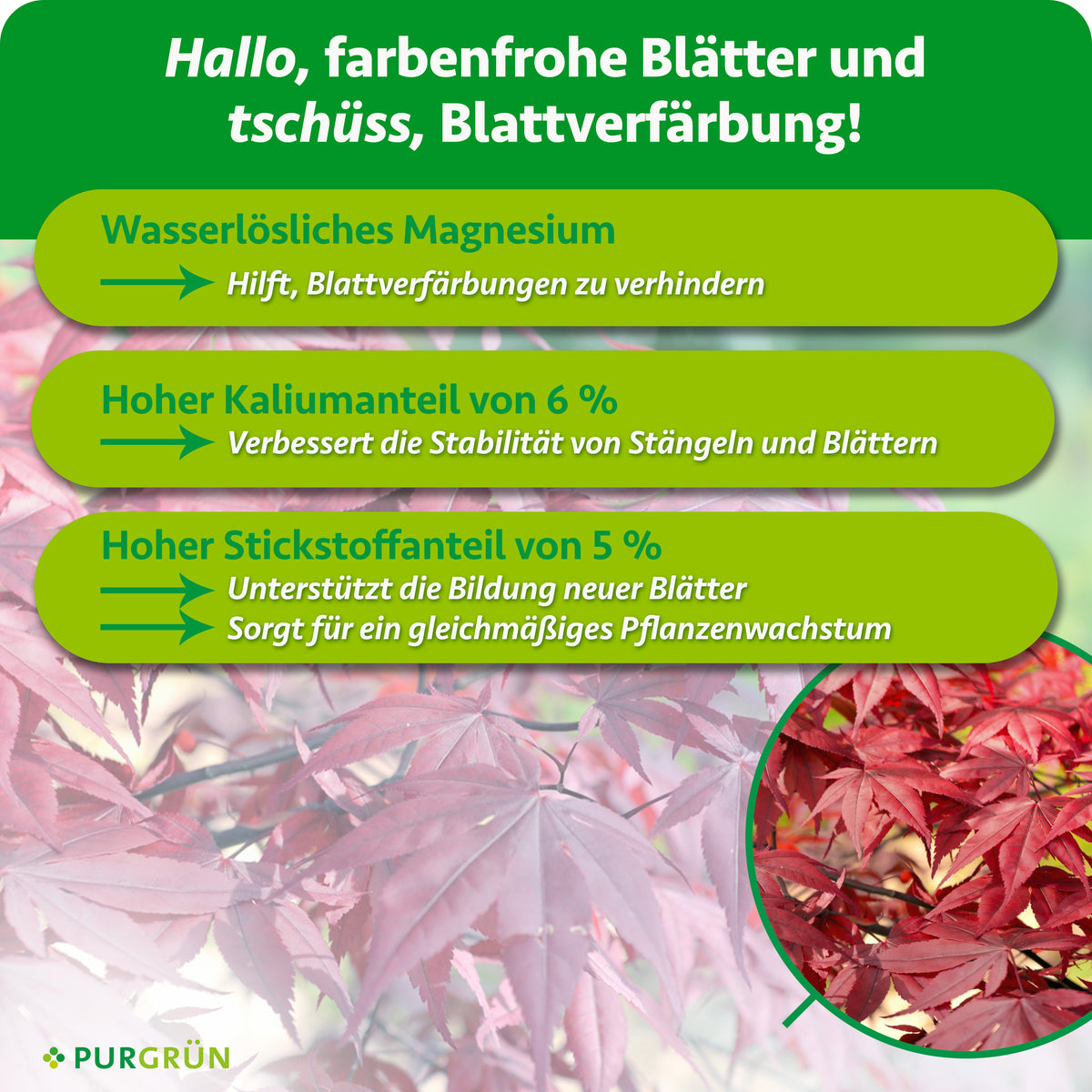 Wasserlösliches Magnesium hilft, Blattverfärbungen zu verhindern; 6 % Kalium fördern stabile Stängel und Blätter. 5 % Stickstoff unterstützt neue Blätter und gleichmäßiges Pflanzenwachstum.