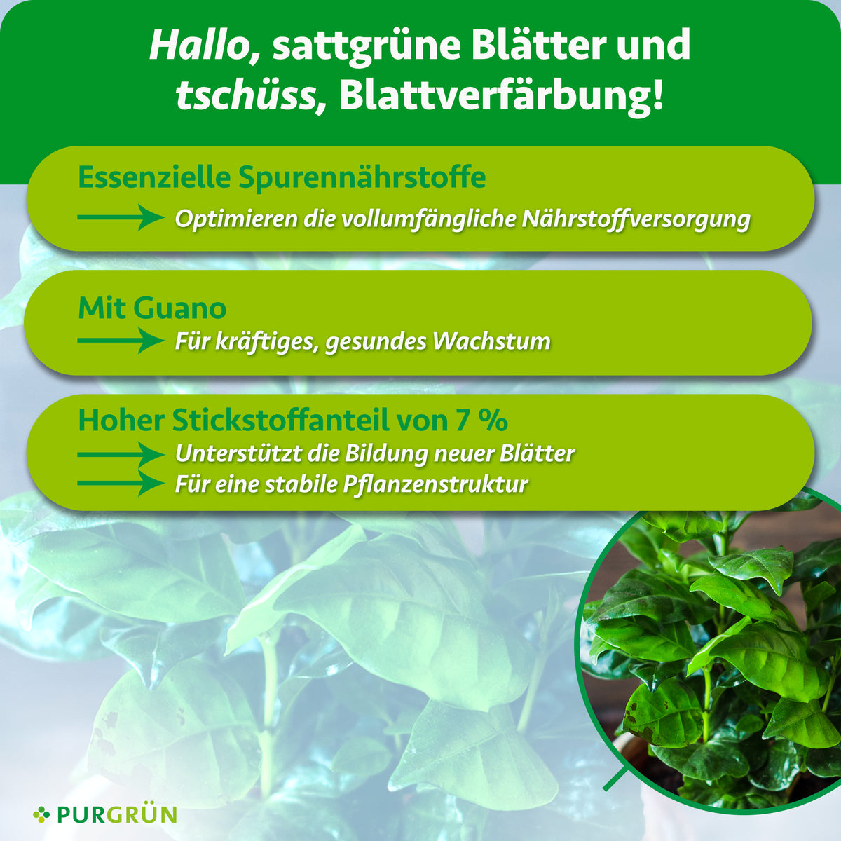 Essenzielle Spurennährstoffe optimieren die Nährstoffversorgung. Mit Guano für kräftiges, gesundes Wachstum. Ein Stickstoffanteil von 7 % unterstützt neue Blätter und eine stabile Pflanzenstruktur.