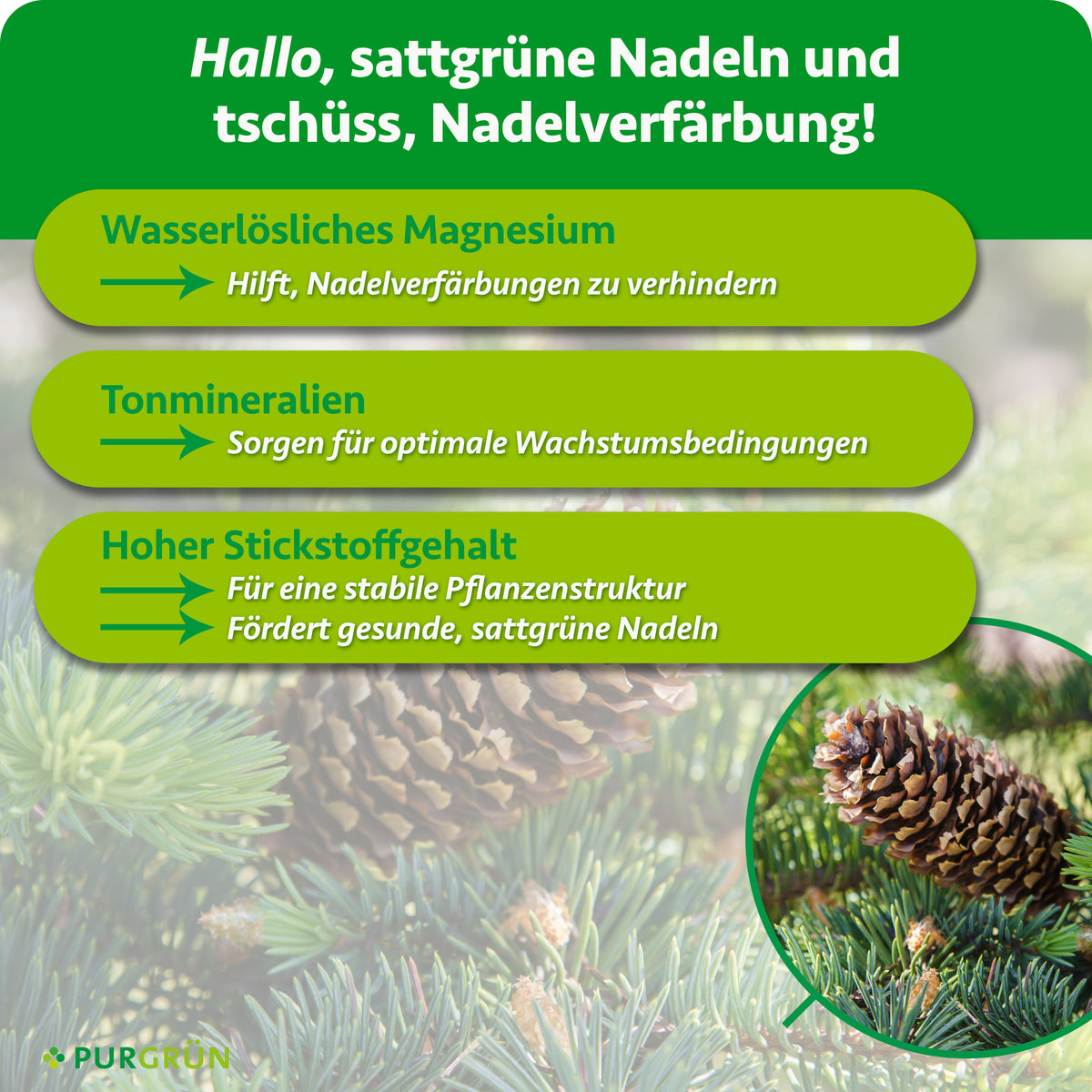 Wasserlösliches Magnesium hilft, Nadelverfärbungen zu verhindern, Tonmineralien sorgen für optimale Wachstumsbedingungen und hoher Stickstoffgehalt fördert stabile, sattgrüne Nadeln.