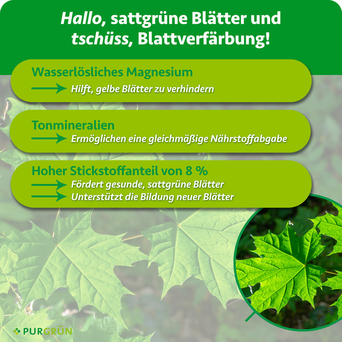 Wasserlösliches Magnesium hilft, gelbe Blätter zu verhindern, Tonmineralien ermöglichen eine gleichmäßige Nährstoffabgabe. Ein Stickstoffanteil von 8 % fördert gesunde, sattgrüne Blätter und die Bildung neuer Blätter.