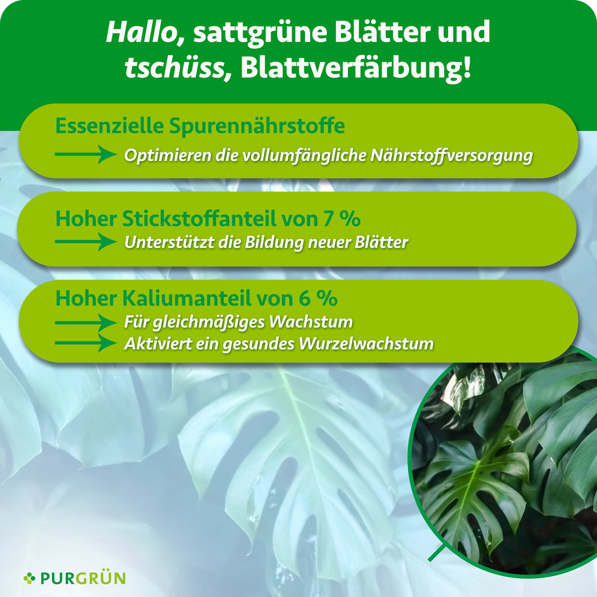 Spurennährstoffe ergänzen die Nährstoffversorgung; 7 % Stickstoff fördern neue Blätter, 6 % Kalium gleichmäßiges Wachstum und gesunde Wurzeln.