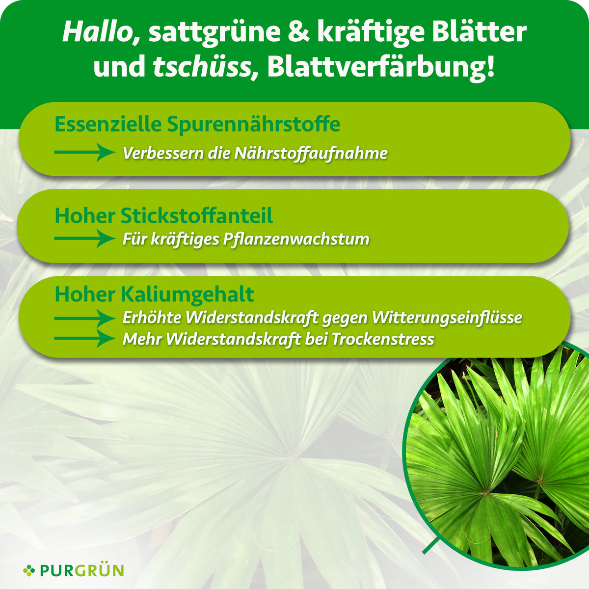 Die grüne Grafik für Purgrün Palmendünger 1 Liter zeigt üppige Palmblätter. Drei grüne Pfeile heben die wichtigsten Vorteile hervor: essentielle Spurennährstoffe, hoher Stickstoffgehalt für das Wachstum und zusätzliches Kalium für widerstandsfähige Zimmer- und Gartenpalmen. PURGRÜN-Logo auf Palmblatt-Hintergrund.