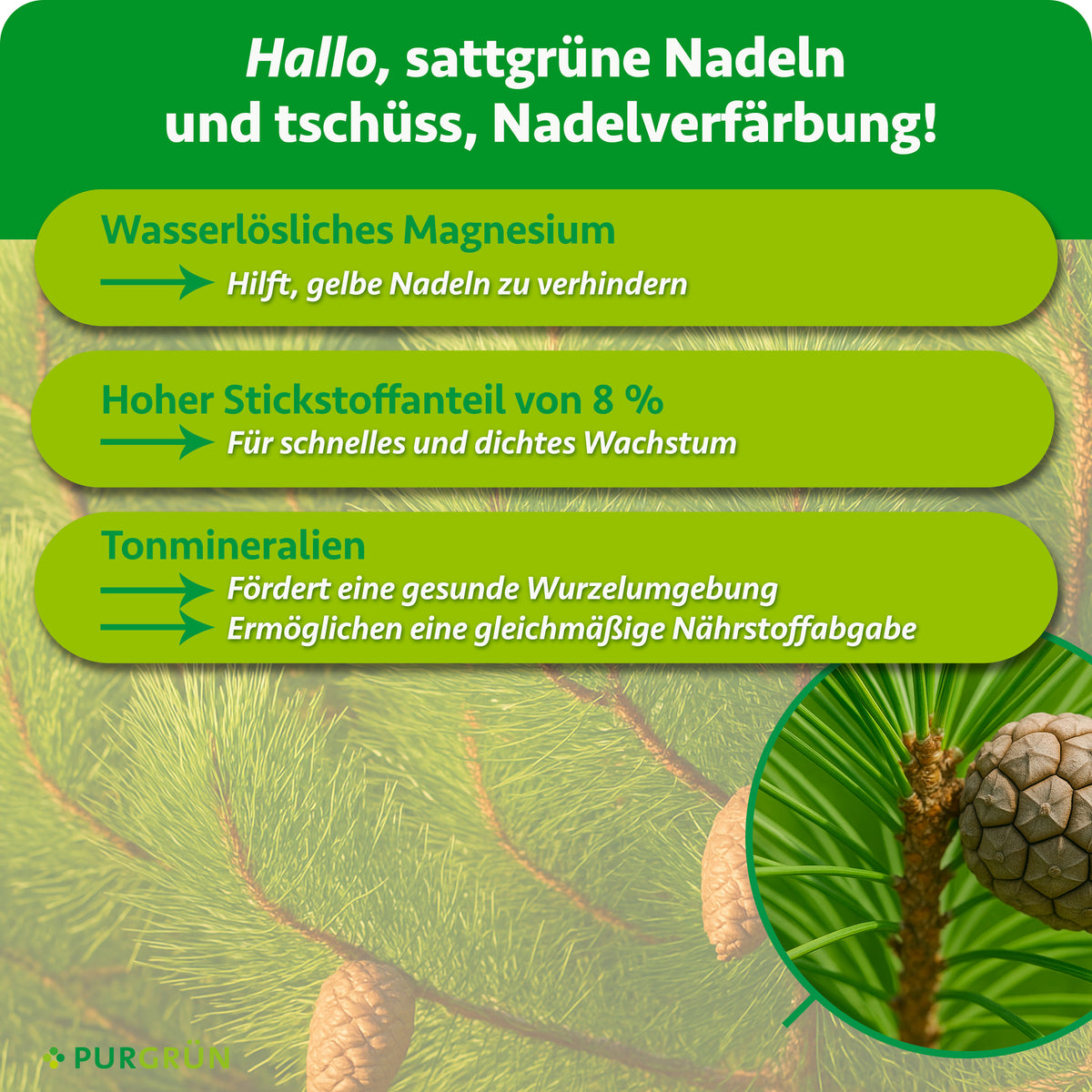 Wasserlösliches Magnesium hilft, gelbe Nadeln zu verhindern, 8 % Stickstoff fördern schnelles, dichtes Wachstum. Tonmineralien unterstützen eine gesunde Wurzelumgebung und gleichmäßige Nährstoffabgabe.