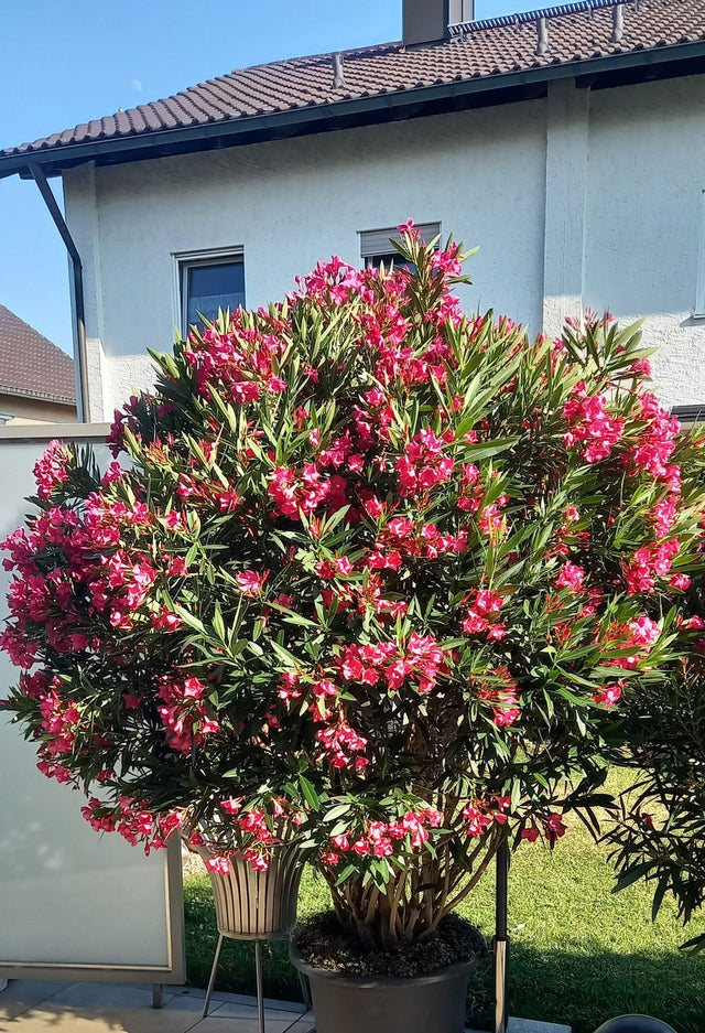 Kundengarten: Oleander mit Purgrün Oleander-Dünger 1 Liter
