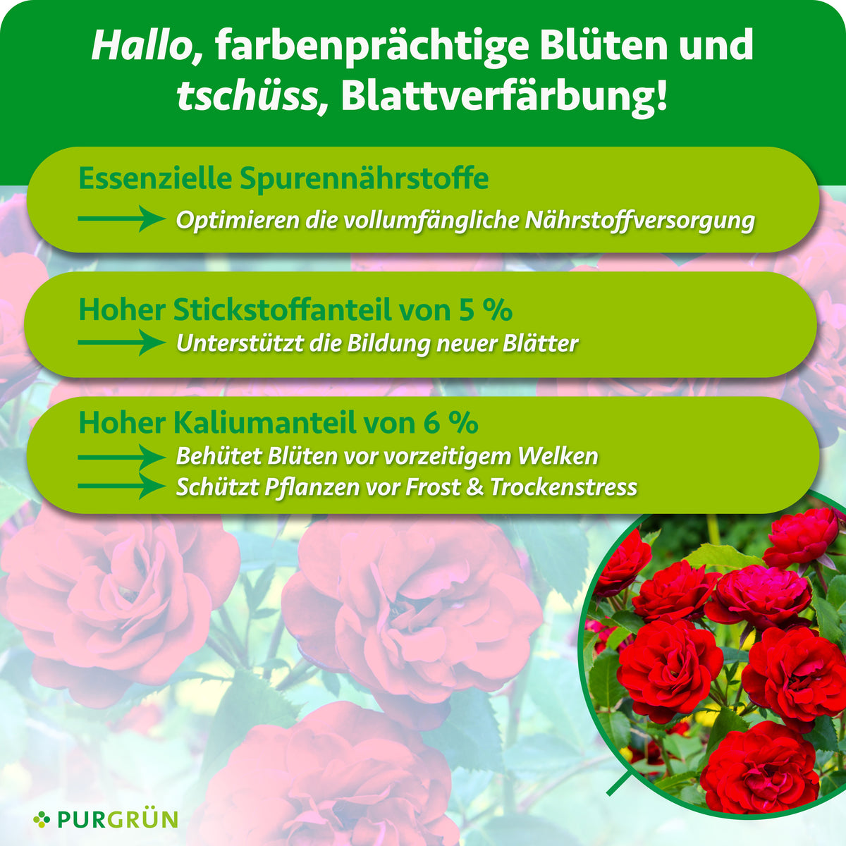 Essenzielle Spurennährstoffe optimieren die Nährstoffversorgung; 5 % Stickstoff unterstützt neue Blätter, 6 % Kalium schützt vor vorzeitigem Welken, Frost- und Trockenstress.